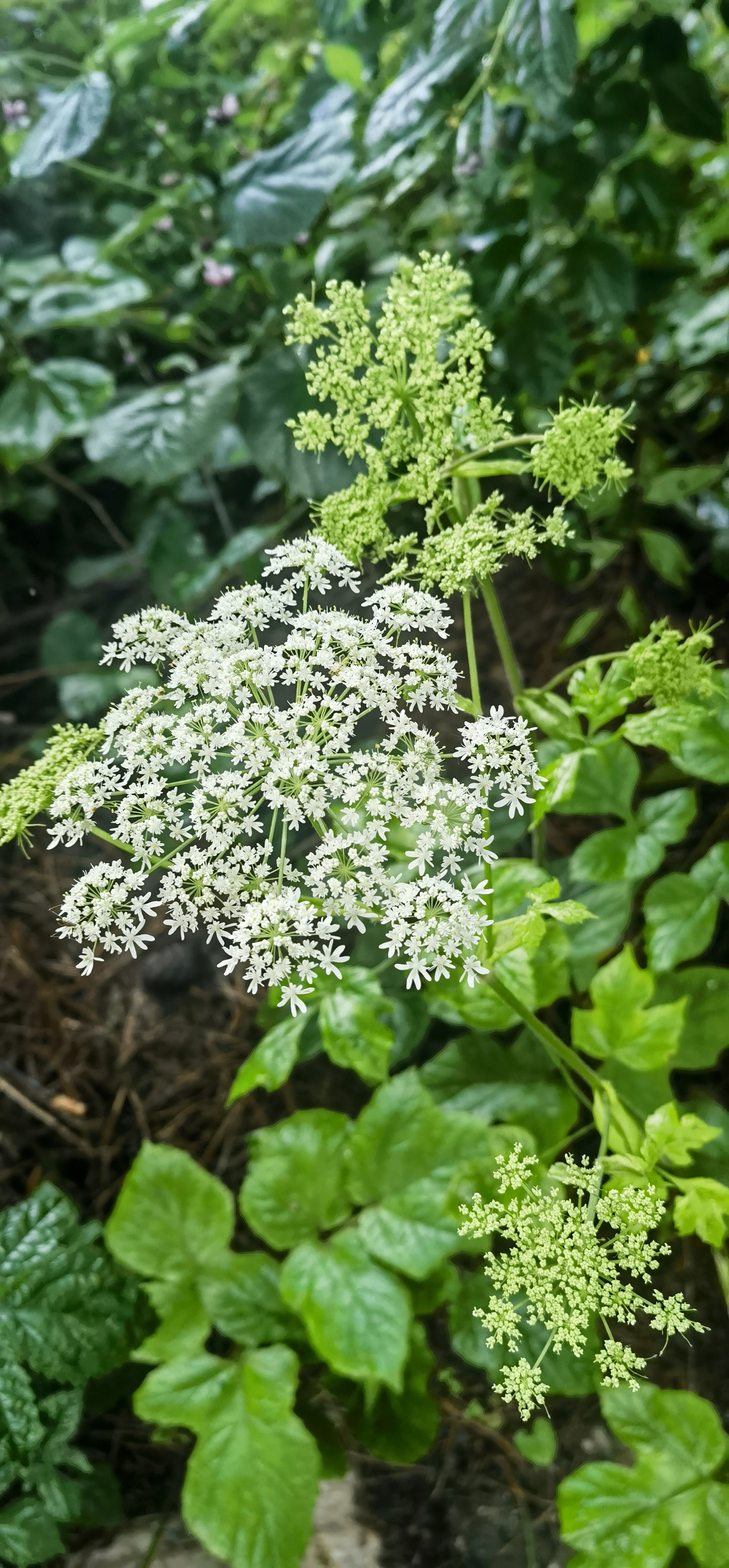 短毛独活:俗名大叶芹,老山芹,观赏,食用,药用兼备