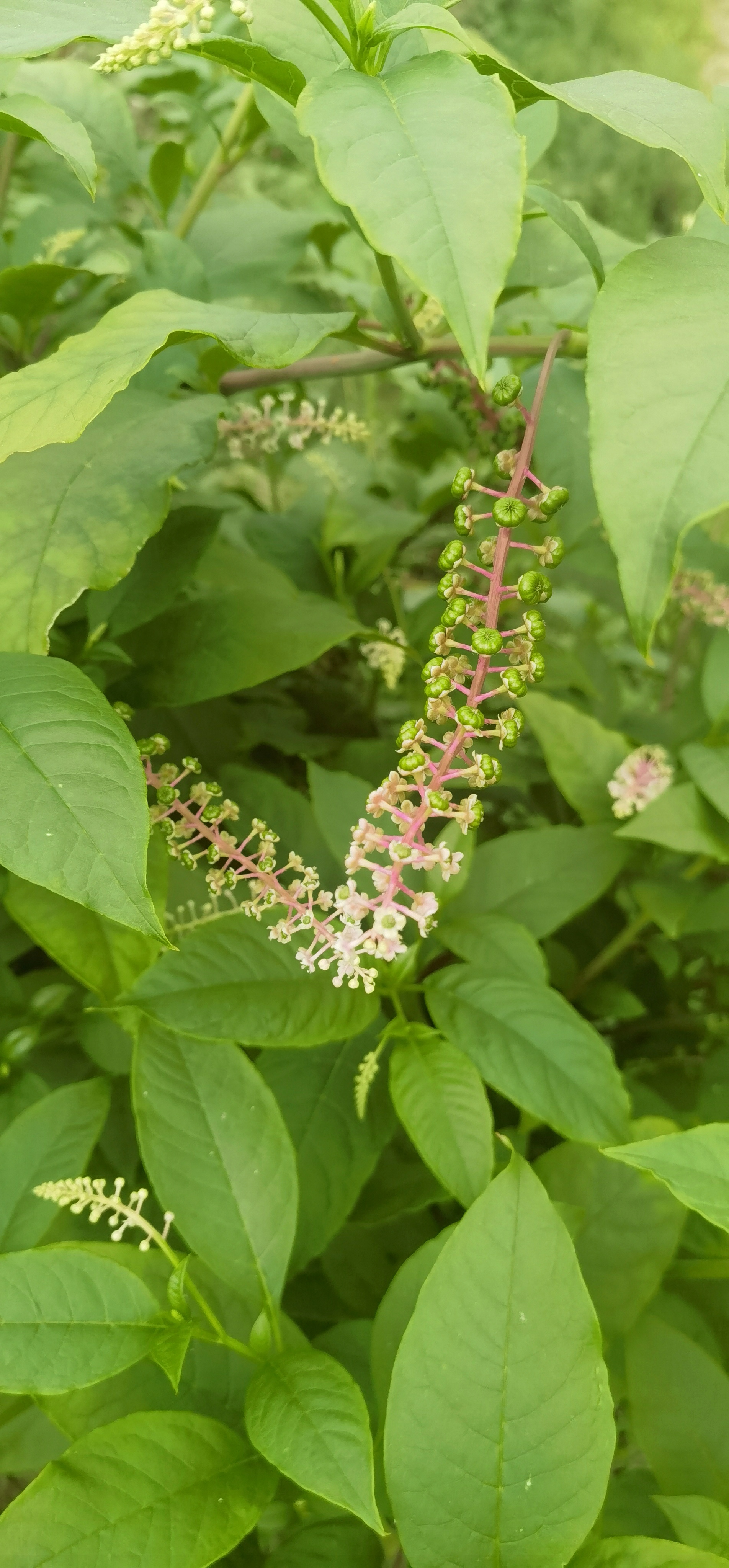 垂序商陆:原产地北美洲,作为药用植物引入,1935 年在杭州采到标本,后