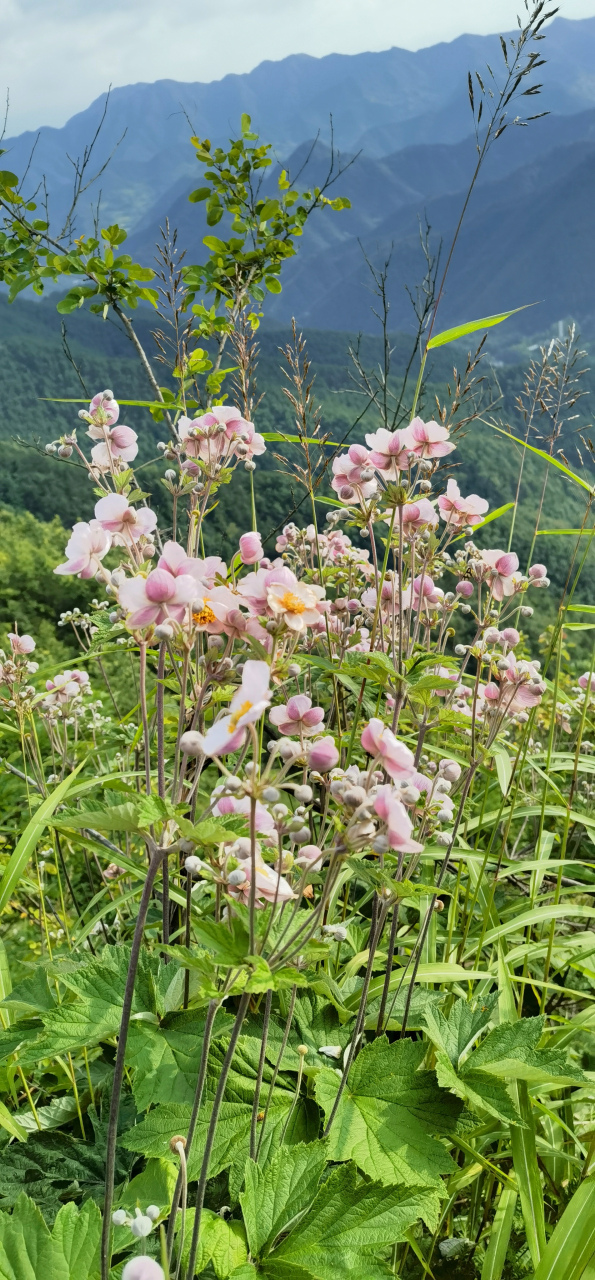 野棉花的盛开,就像那些不屈不挠追求梦想的日子.#花卉# #野花