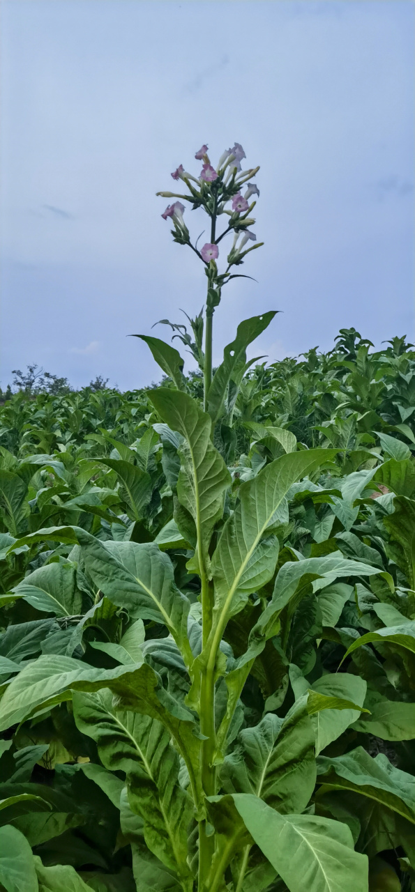 烟叶花开:虽说吸烟有害健康,但作为原材料的烟草,绽放在入伏的盛夏,无