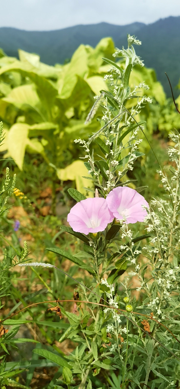 藤长苗:多年生草本,可用于药用,益气利尿,强筋壮骨,活血祛瘀.