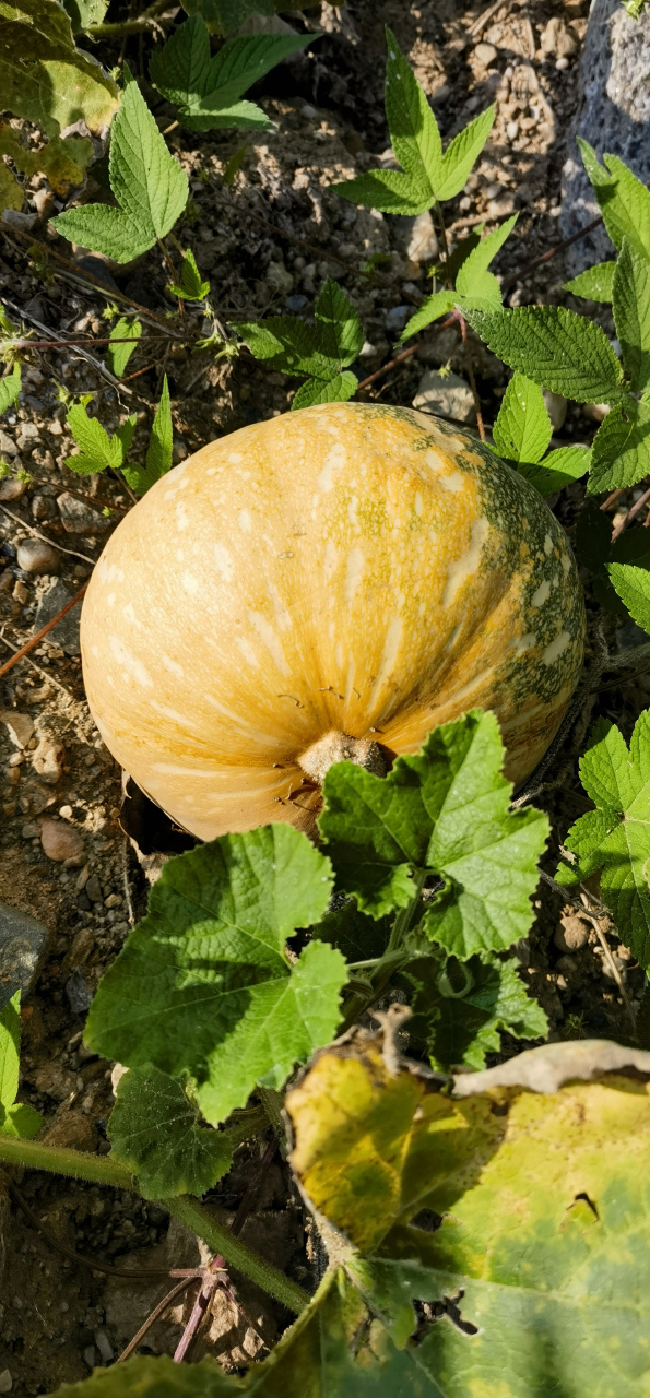 南瓜之磨盘南瓜.