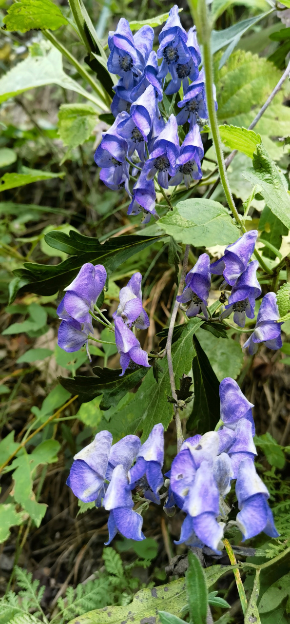 乌头花期图片