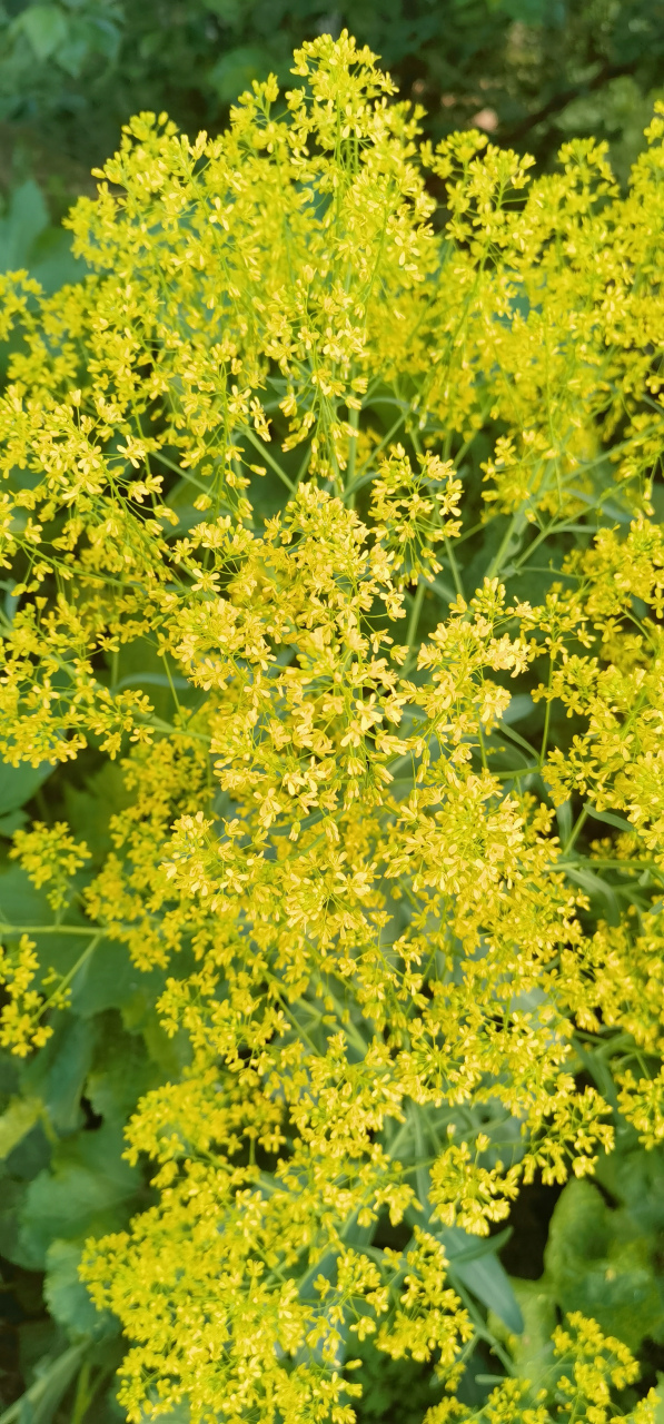 欧洲菘蓝:根可入药,被称为"板蓝根",叶也可入药被称为"大青叶";栽植