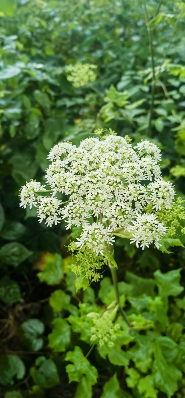 短毛独活:俗名大叶芹,老山芹,观赏,食用,药用兼备.