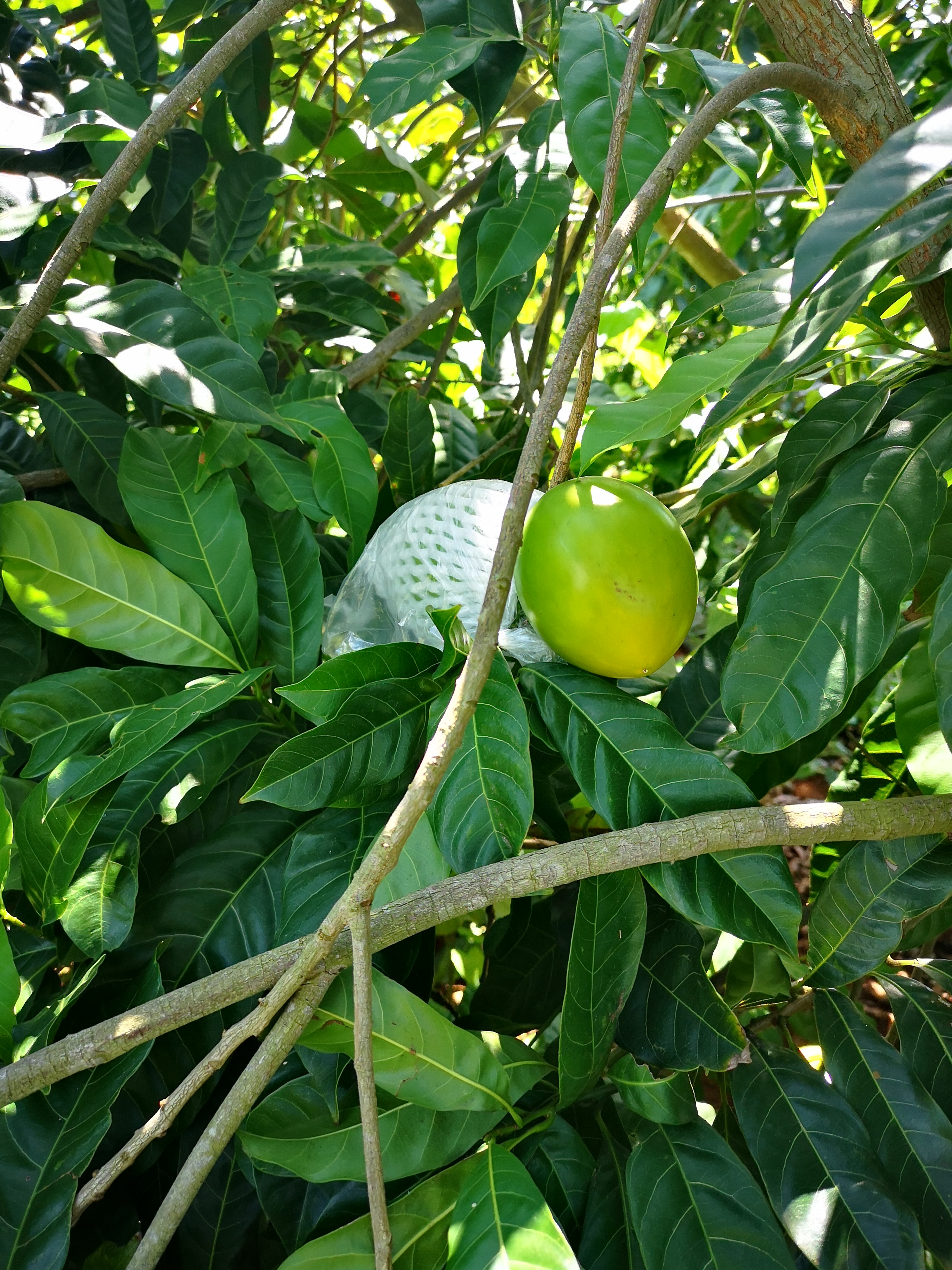 热带雨林水果,基地引进培植成功,一口下去,和吃燕窝一样的感觉.