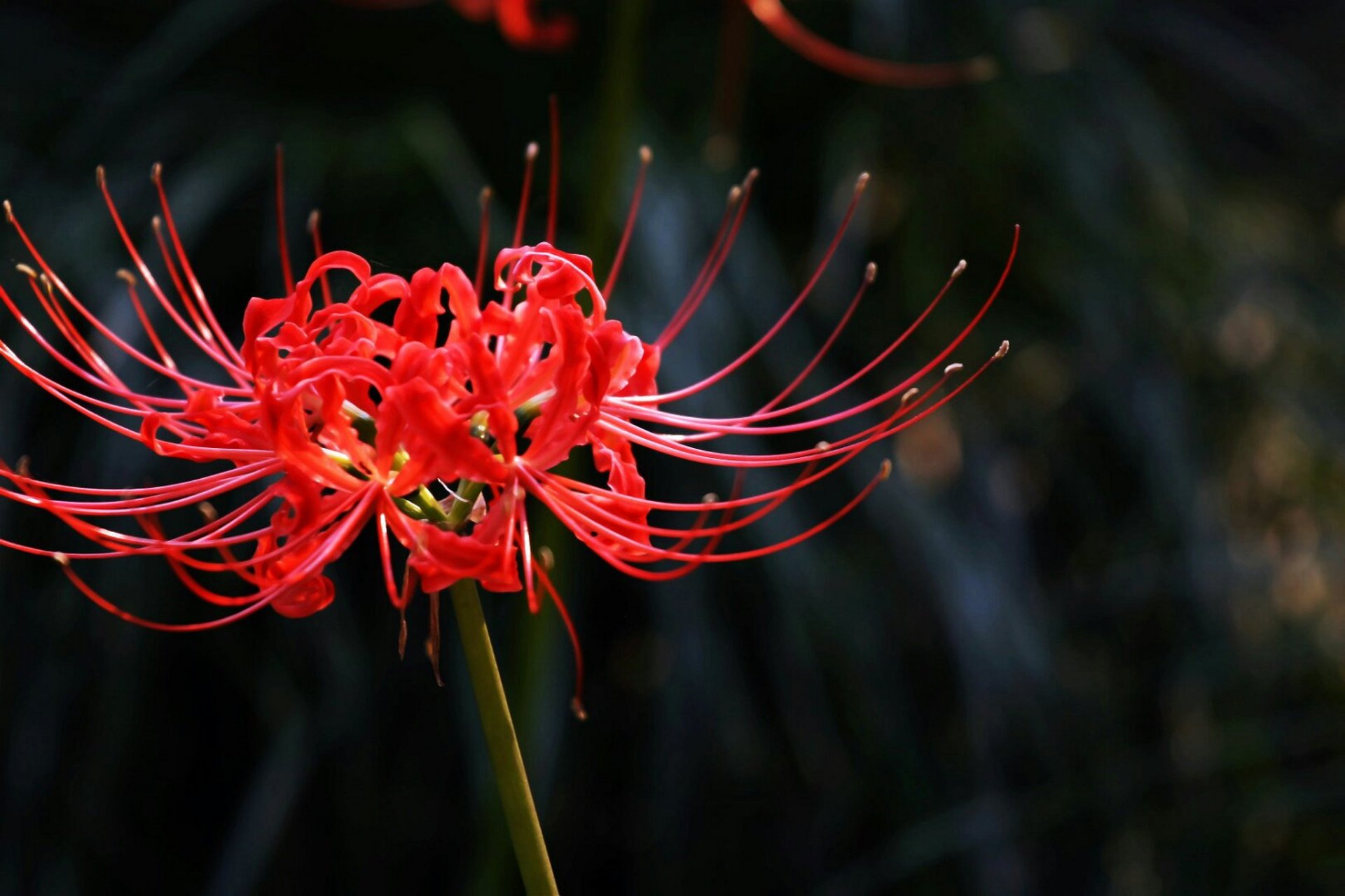 彼岸花的花语大全(彼岸花花语大全 寓意)