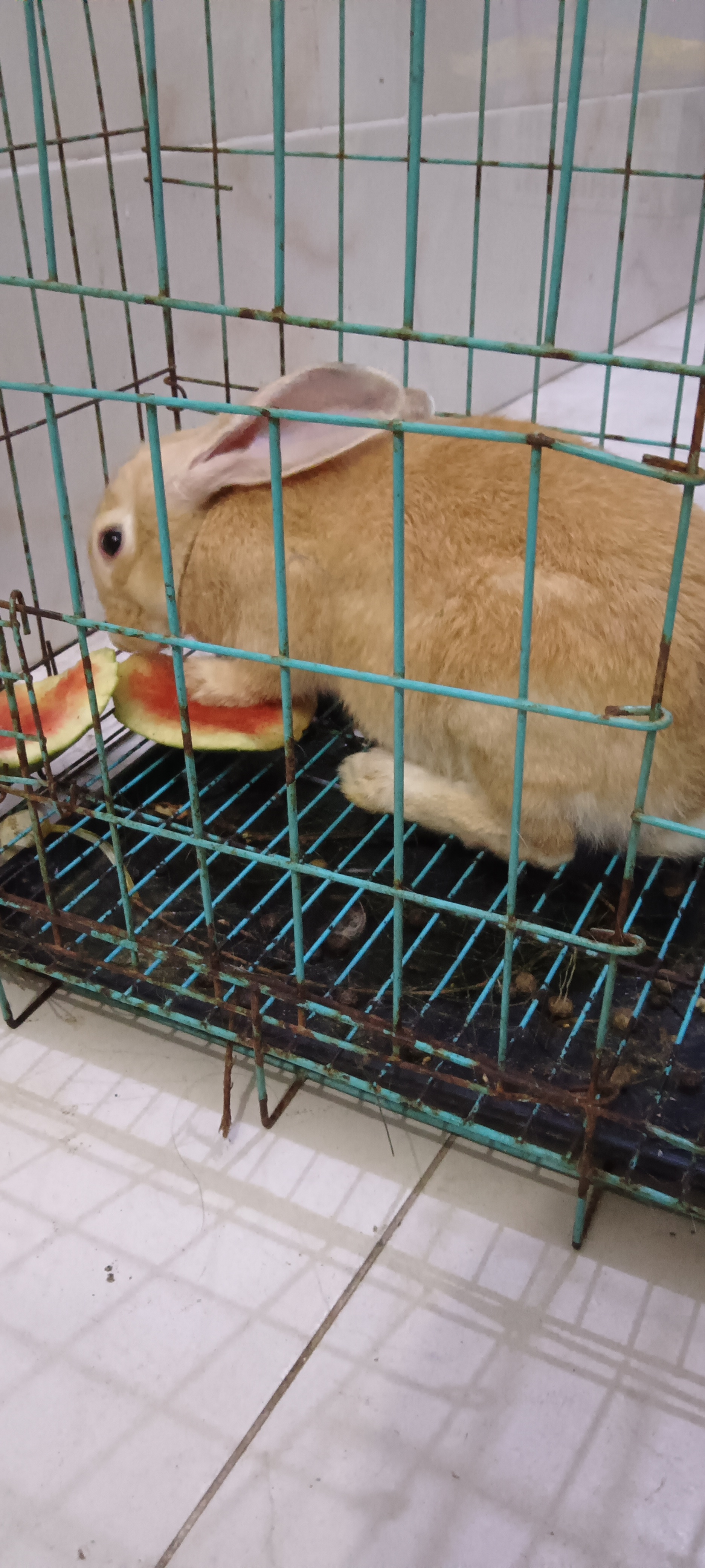 农村生活# 自养家兔,有福建黄兔,新西兰 白兔,中华黑兔,麻灰伊拉兔