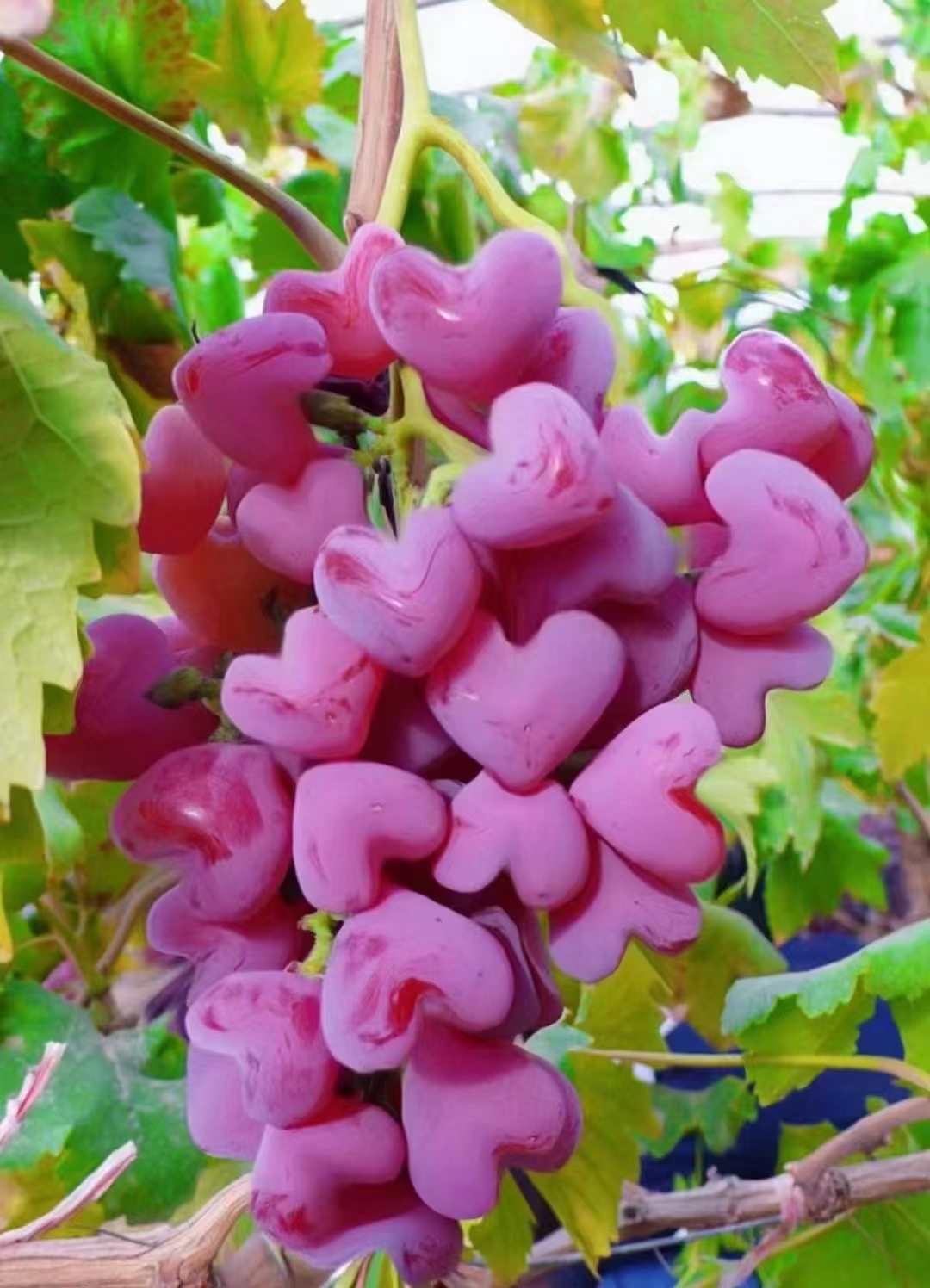 这串心形葡萄实在可爱至极,仿佛是大自然赋予的甜蜜惊喜.