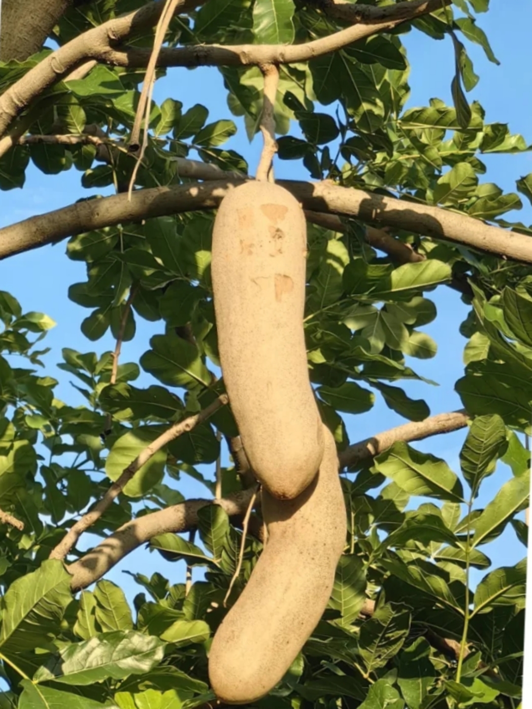 可这到底是什么果实呢?