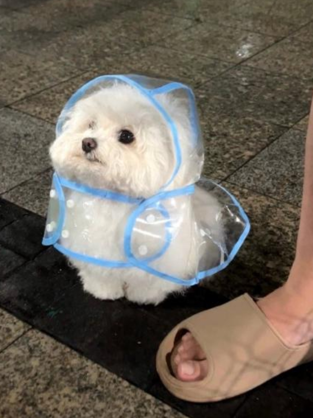 圆滚滚的身子配上小小的雨衣,真是可爱到极致啦!