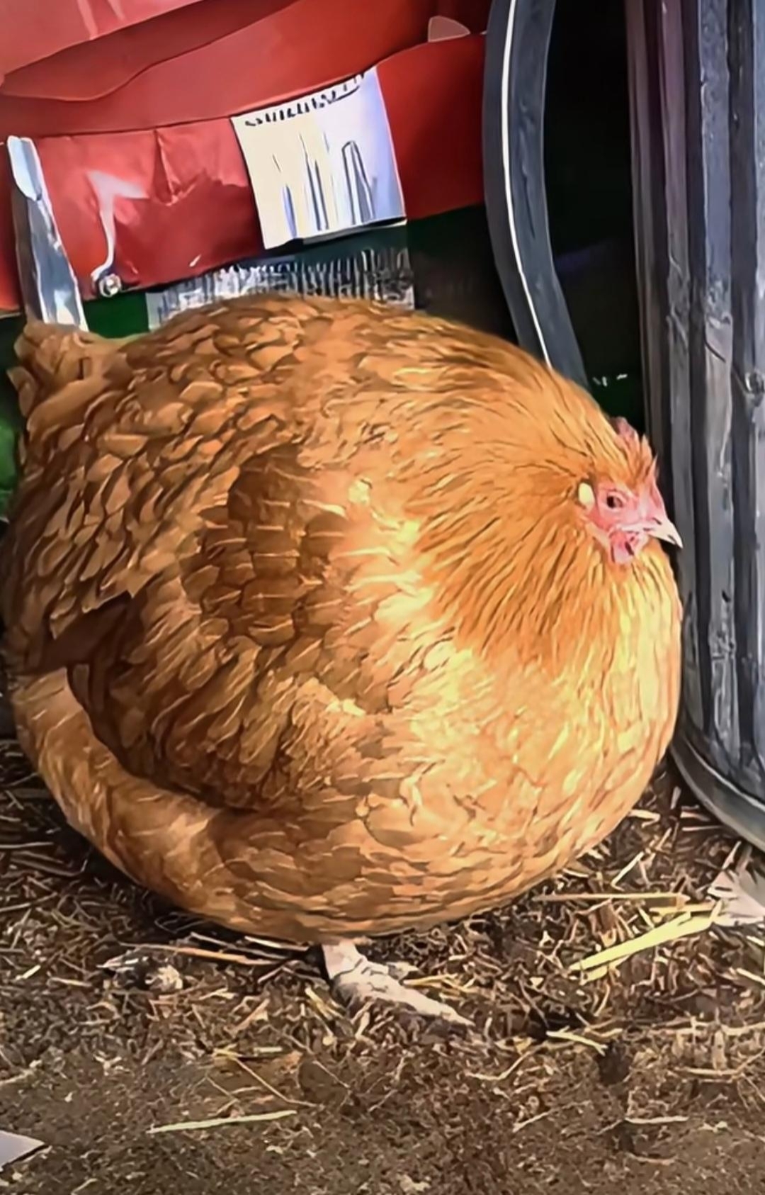 瞧这只鸡,圆滚滚的,好似一个皮球.