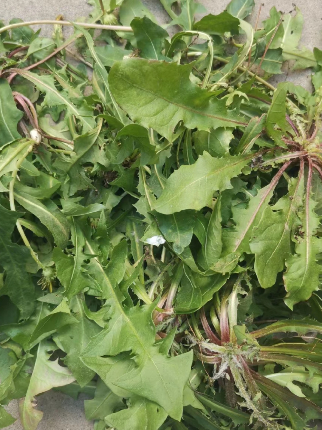 眼前这个菜,模样独特,散发着神秘的气息.想必知道它的人不多吧?