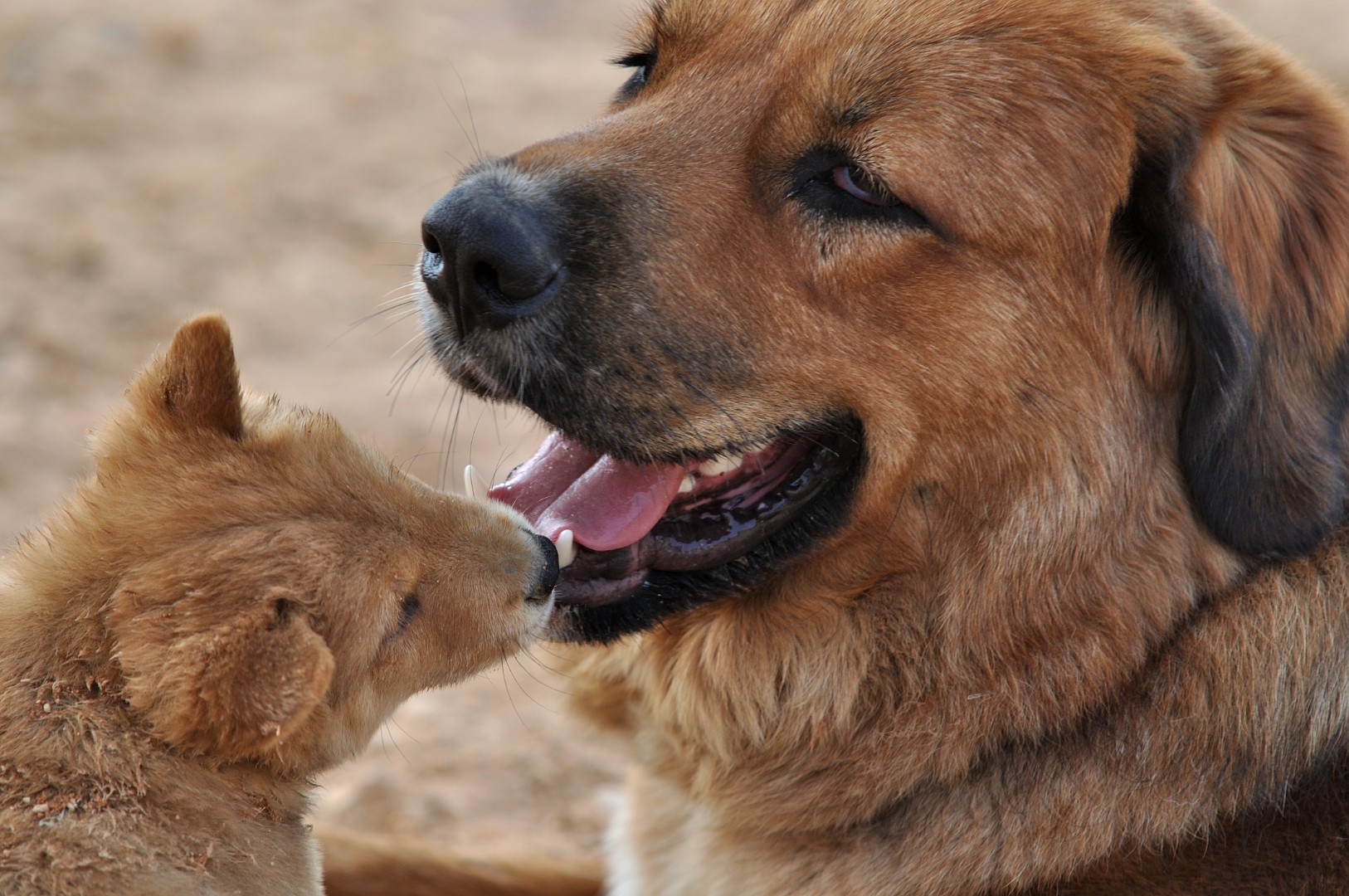 大狗和小狗, 一对互相爱护的伙伴.