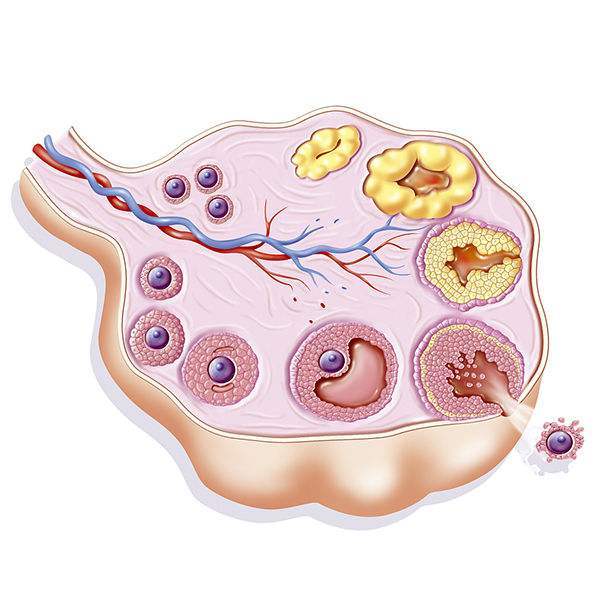 干细胞治疗卵巢早衰,助力女性实现"母亲梦"  干细胞被喻为"万能细胞"
