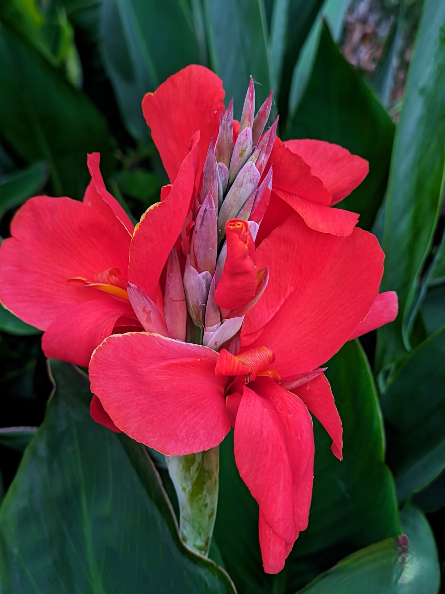 花朵有点像花黄,颜色艳红,花瓣软美人蕉植物图片美人蕉植物图片水边