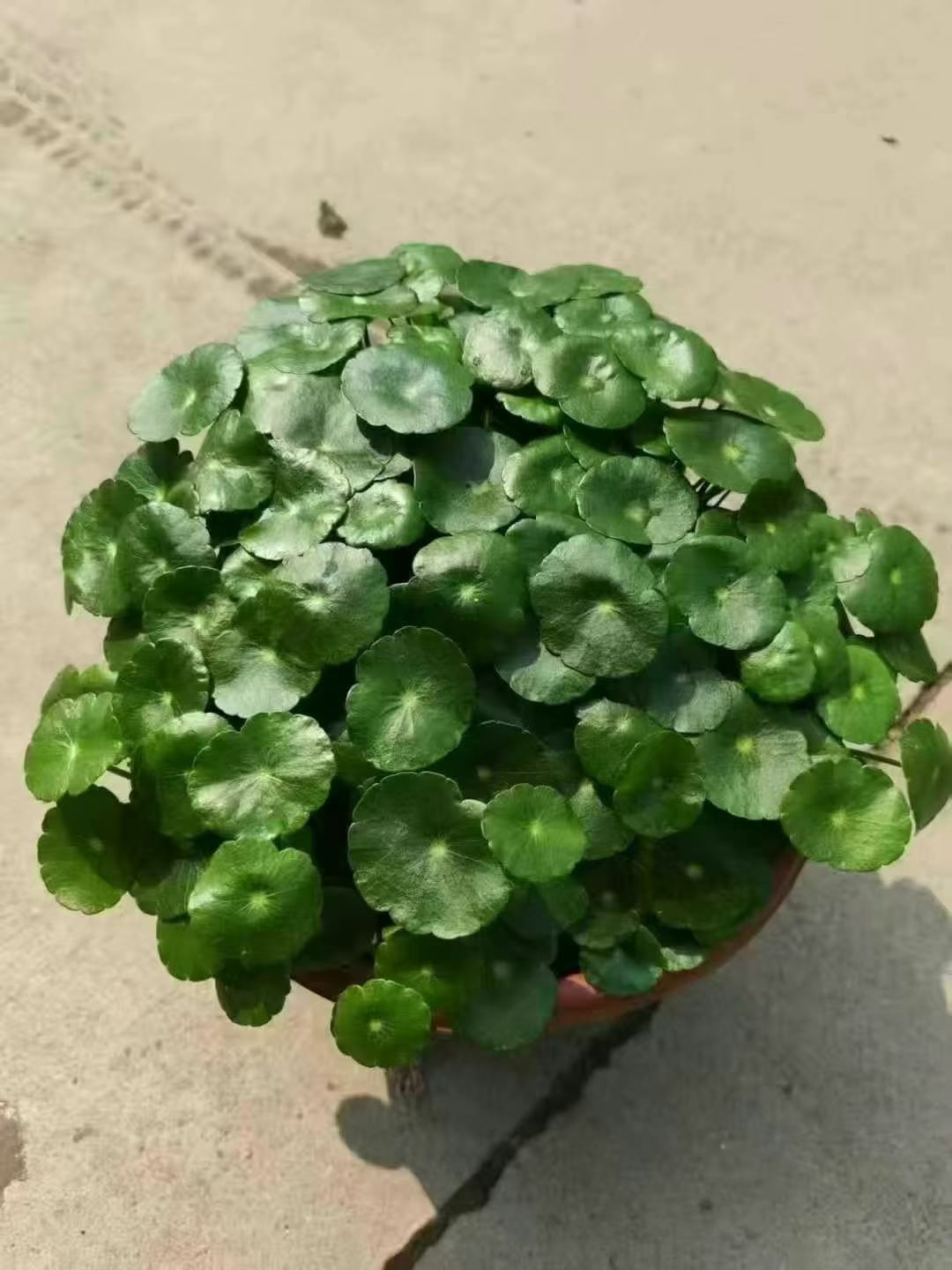 铜钱草是一种常见的水生植物,叶片圆形如铜钱,喜温暖湿润环境