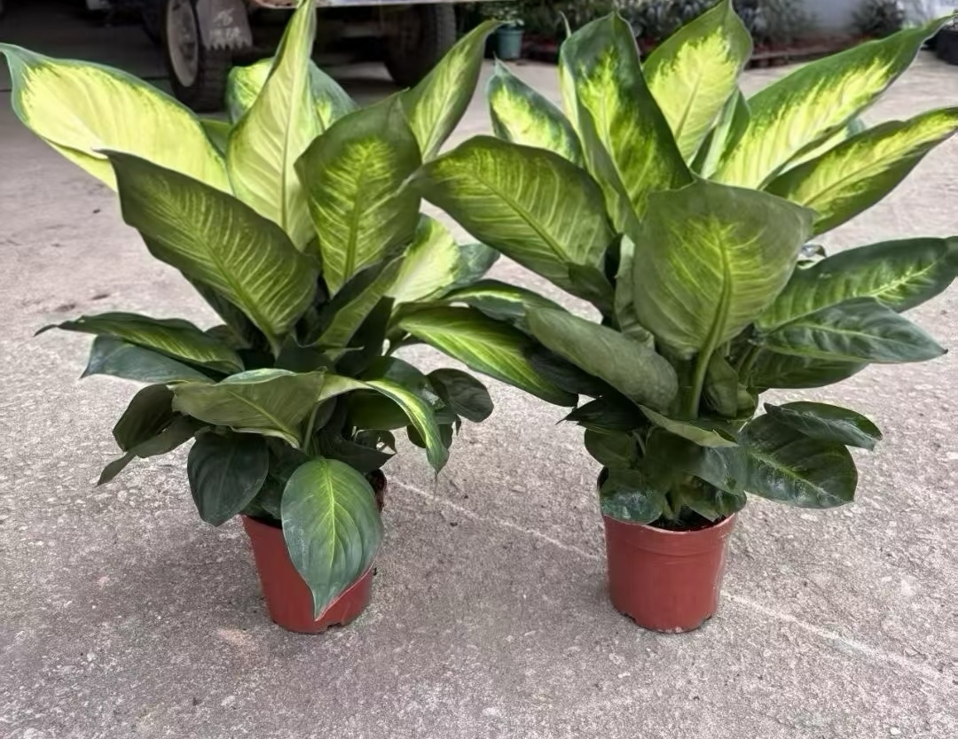 绿植玛丽安是一种常见的观叶植物,叶片宽大呈心形,表面有光泽,边缘