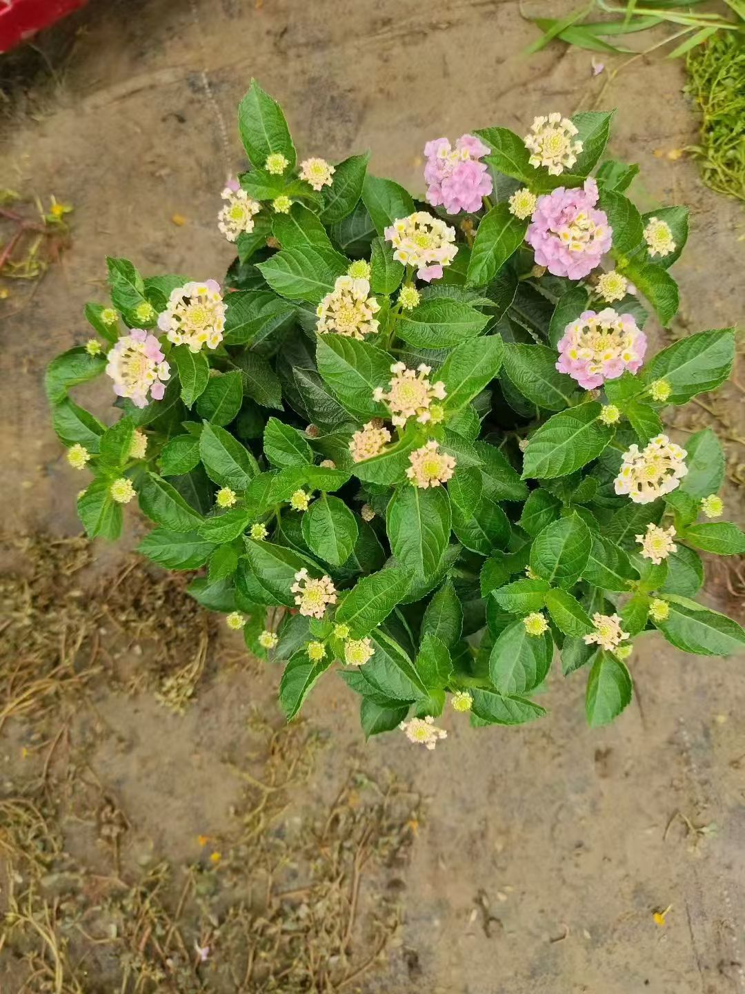 五色梅是一种观赏性极强的灌木,花朵色彩丰富多变,常见红,黄,粉,橙等