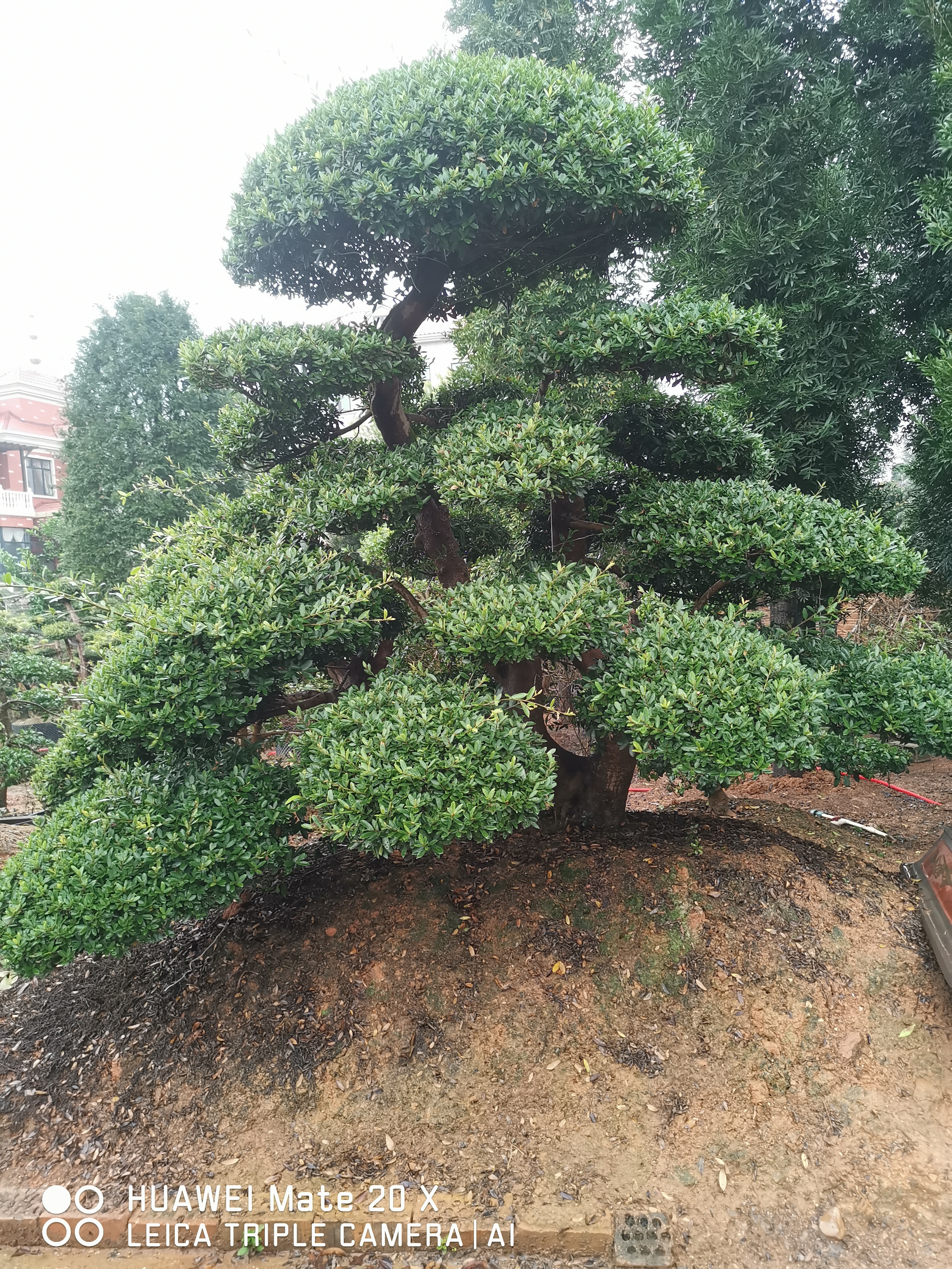 蚊母桩景图片