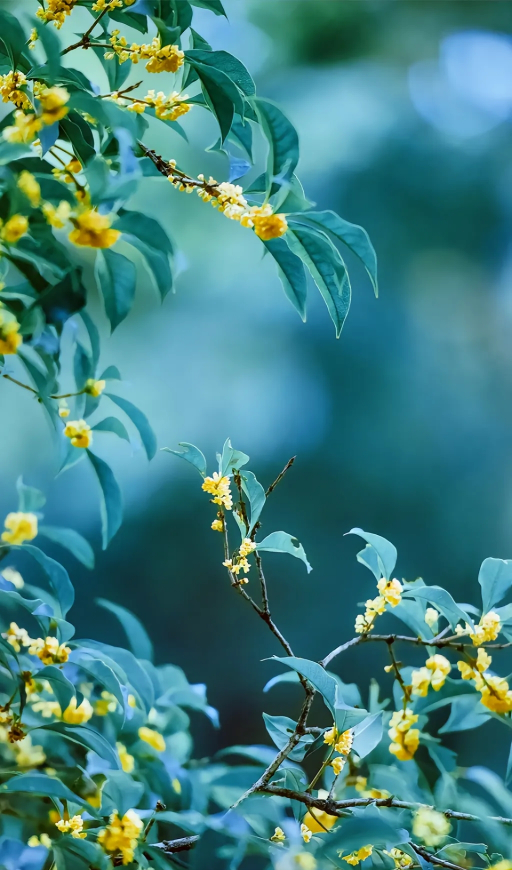桂花,那小巧玲珑的花朵,如米粒般簇拥在一起.