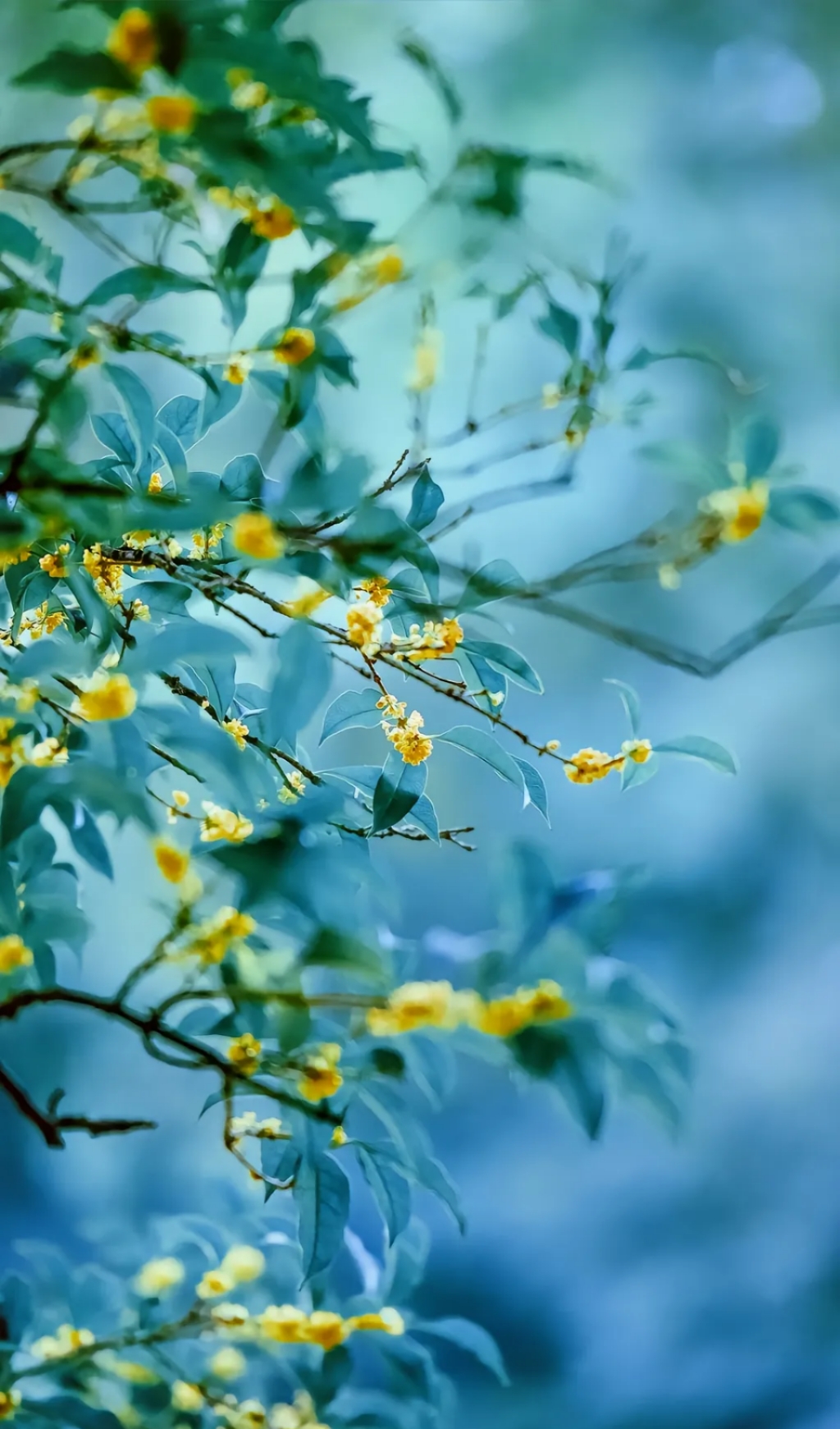 阳光下桂花图片图片