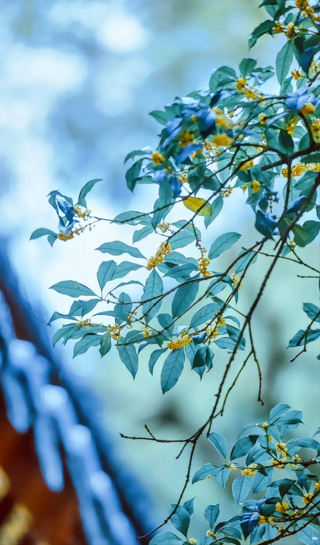 绿玲珑桂花开花图片