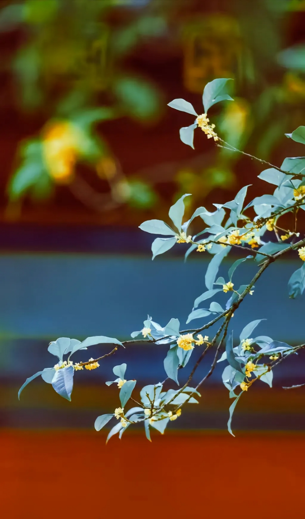 关于桂花的qq空间=关于桂花的句子可以发表的说说