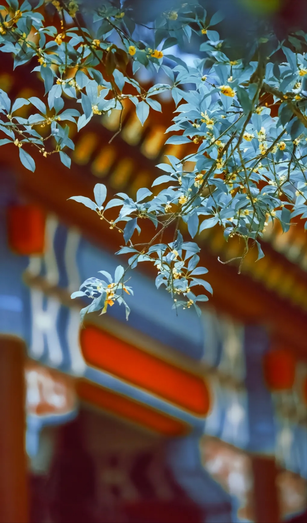 桂花,那小巧玲珑的花朵,如米粒般簇拥在一起.