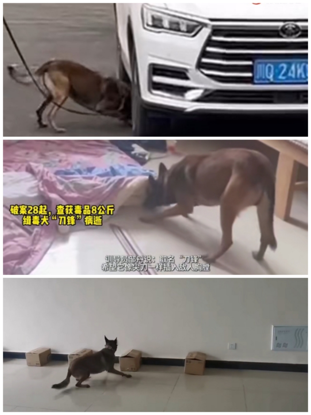 猛禽哥事件图片