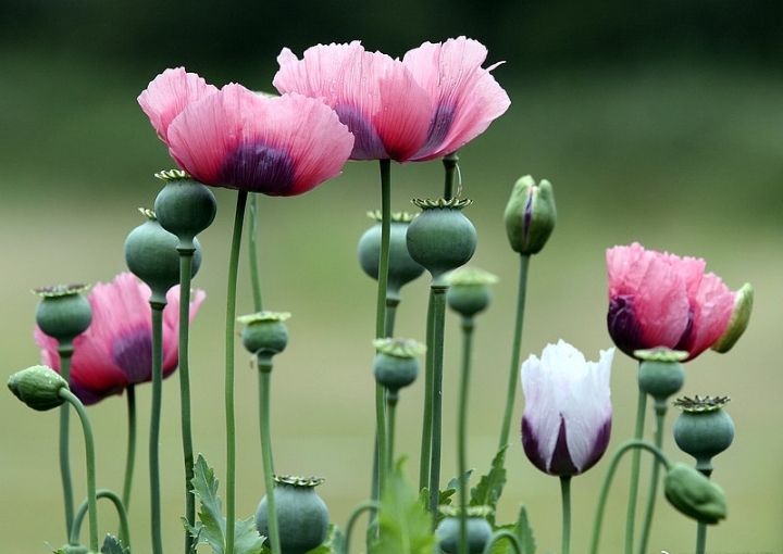 罂粟罂粟壳会导致中毒吗黄罂粟罂粟花浆果期烟壳花指的是哪种花罌粟