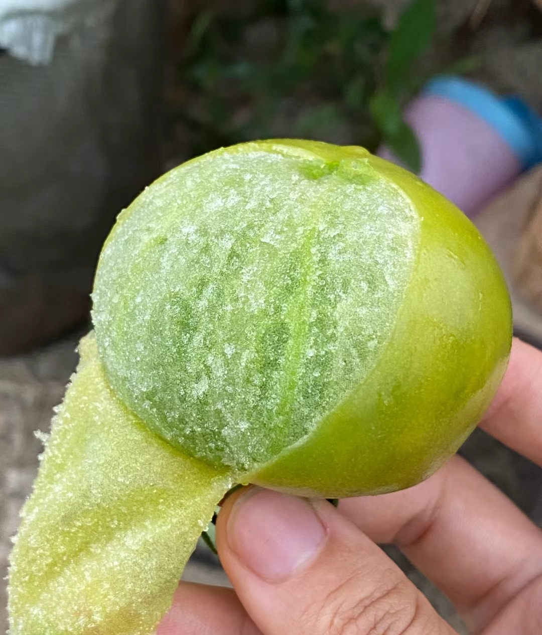 甜甜的绿番茄  我把这种番茄叫做贼不偷番茄