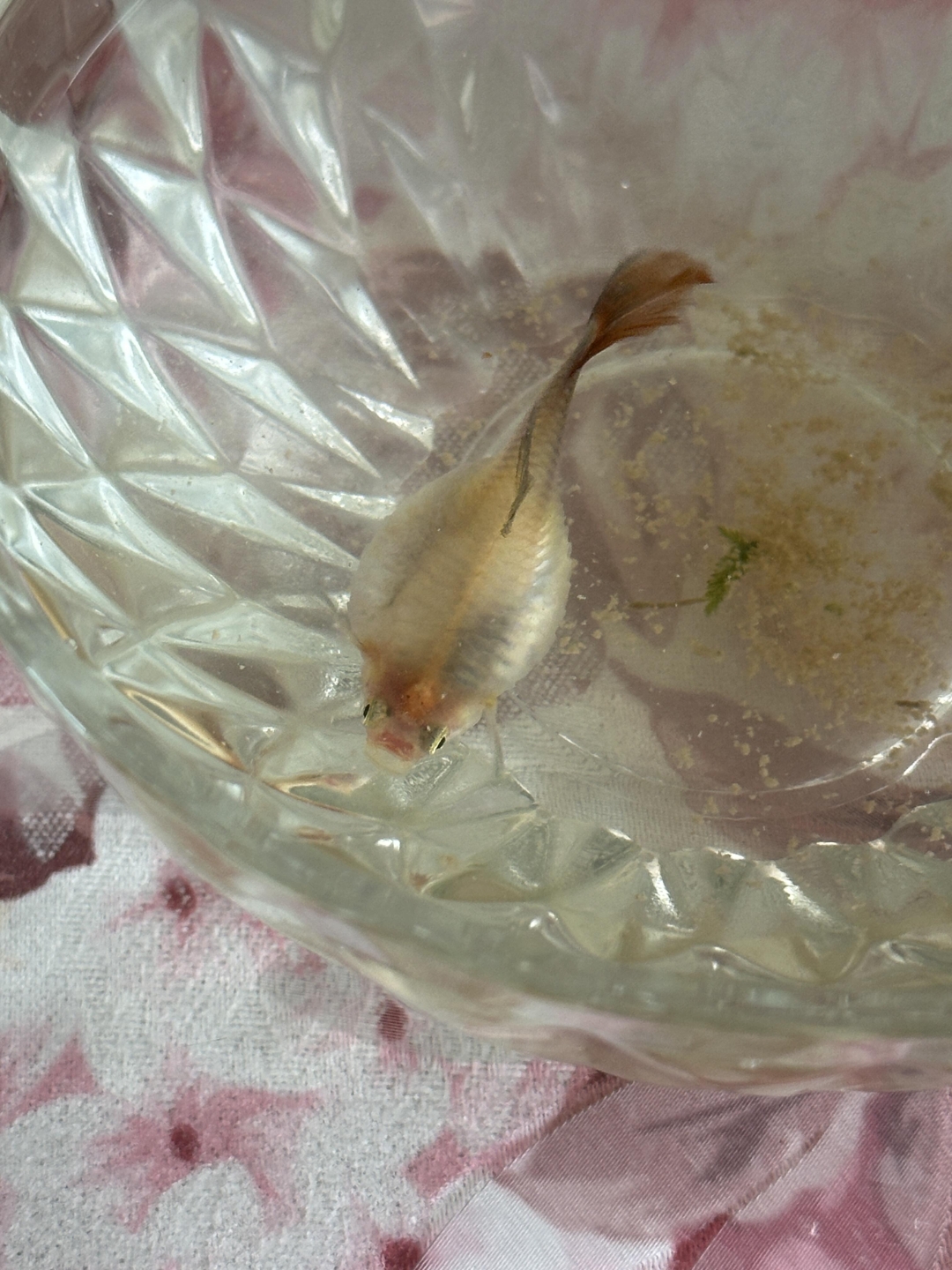 感觉肚子要炸掉了,我妈养的小热带鱼,这只肚子是其他怀孕的鱼的两倍大