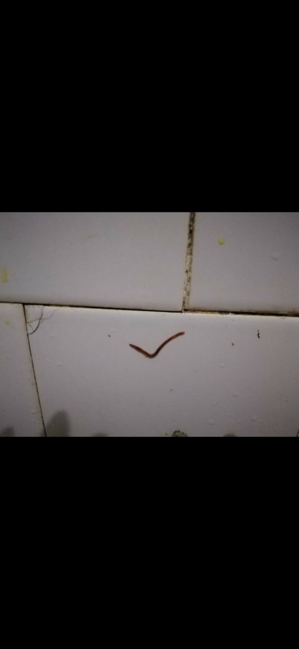 求助 这个是吸血虫么?