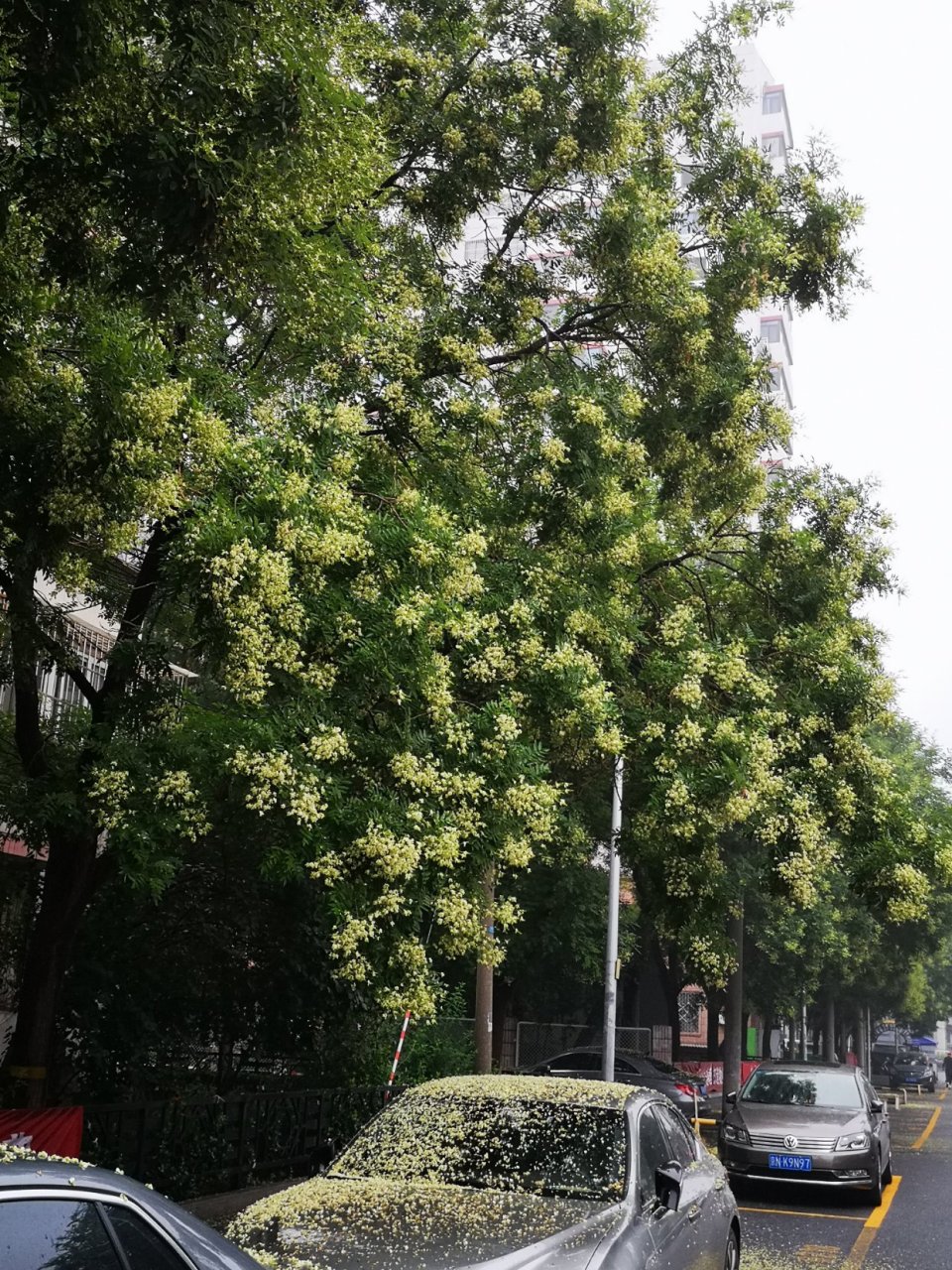 国槐花图片(国槐花图片简笔画)