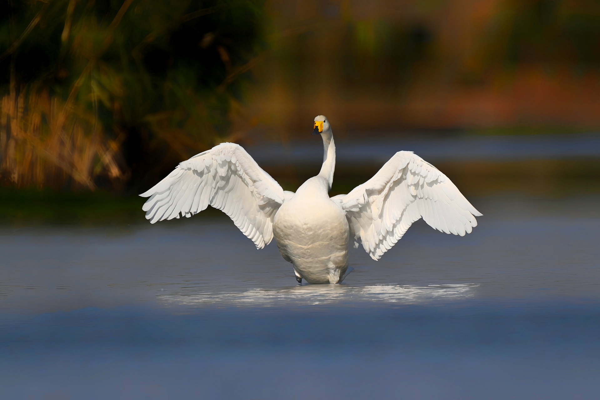 大白鹅煽动超大的翅膀,仿佛要包容整个世界