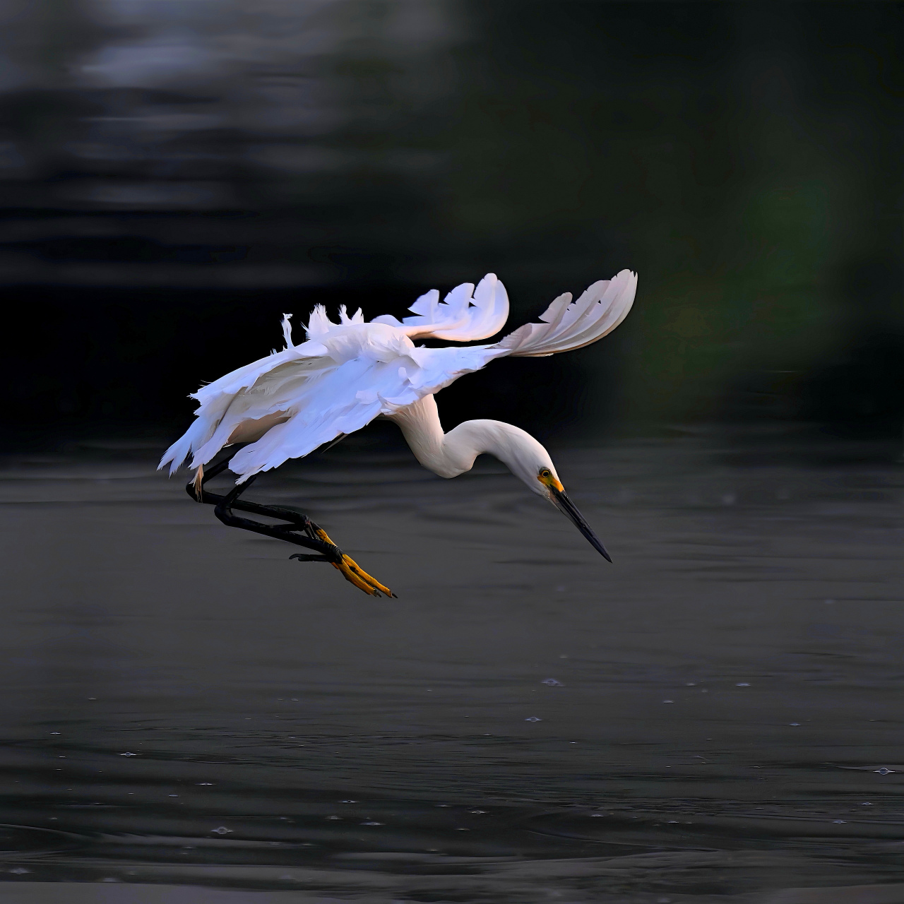 幽姿闲自媚, 逸翮思一骋. 如有长风吹, 青云在俄顷