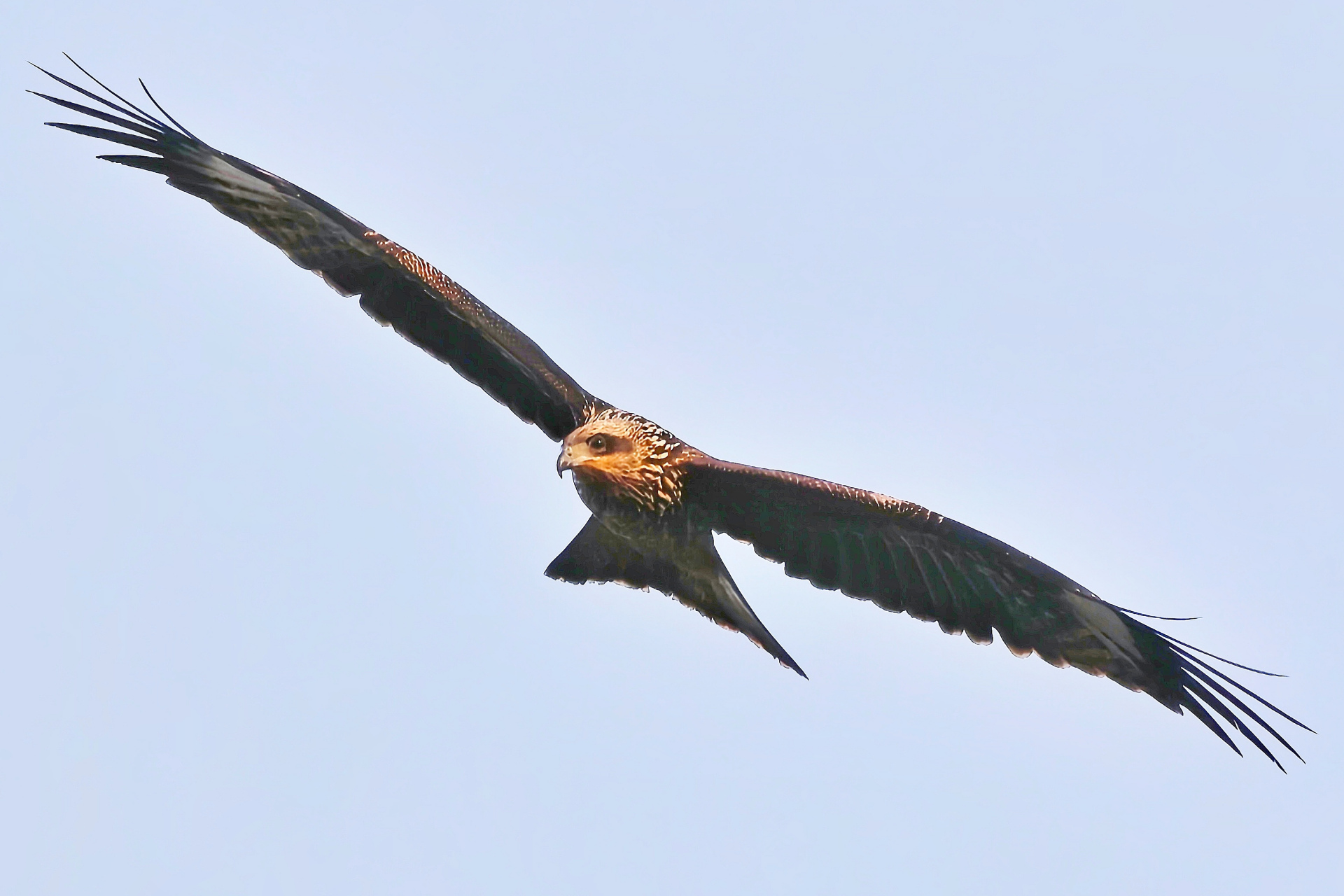 它的翅膀在天空中挥舞,好像在向我述说着它的故事.
