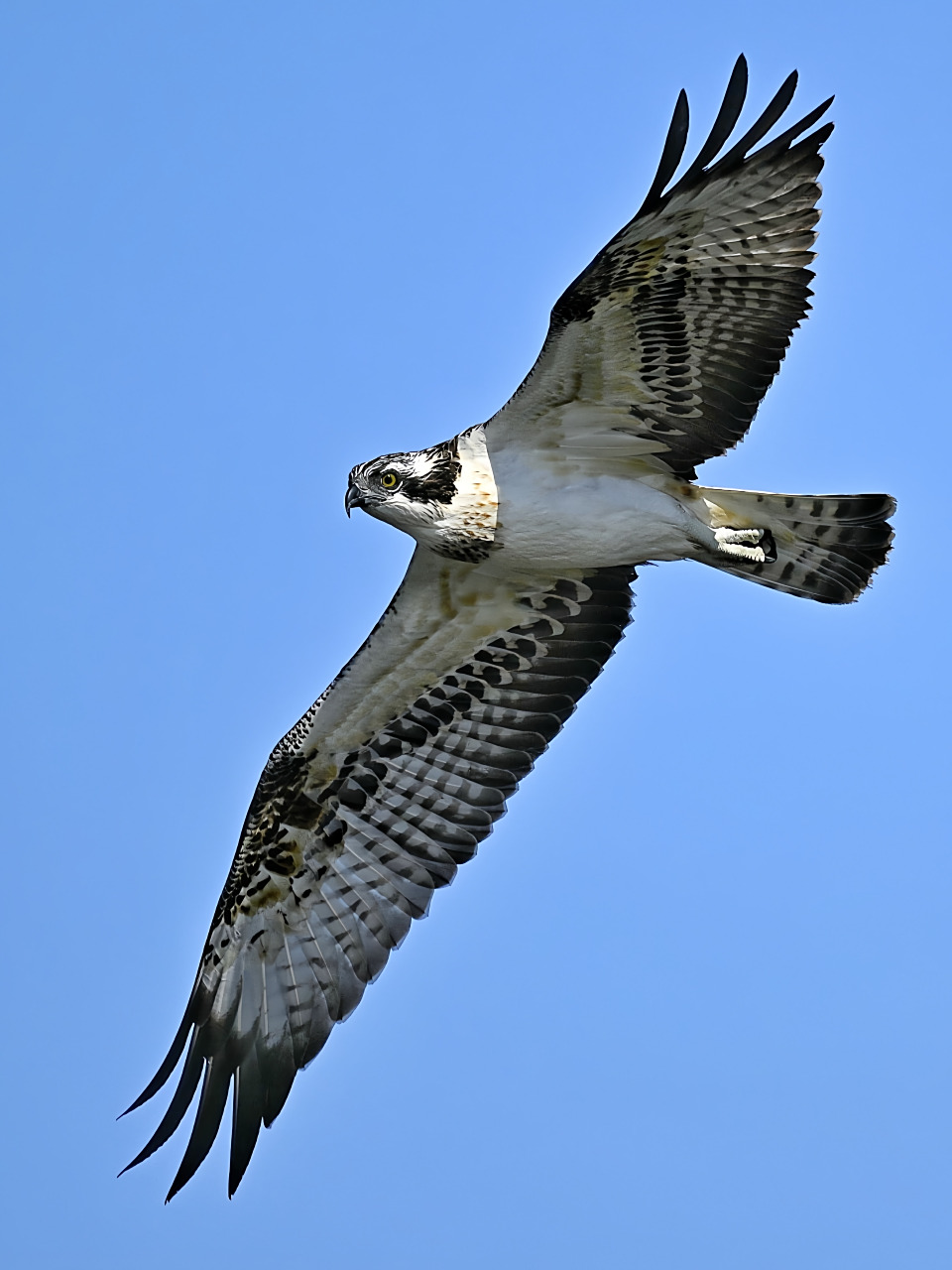 拍空中飞翔的鸟,选择角度非常重要,这只鱼鹰在高空俯视,这个角度拍摄