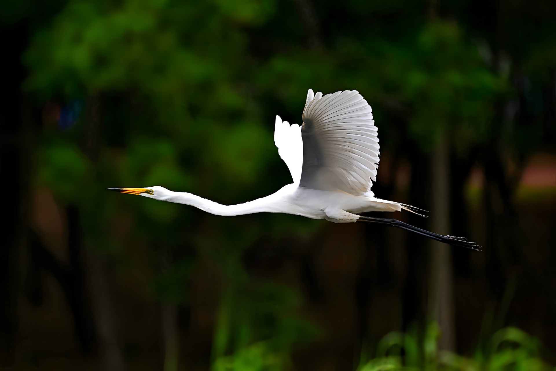 黄嘴白鹭已经升级为国家一级保护动物了