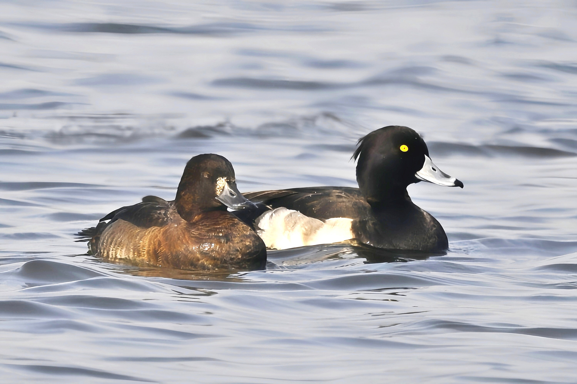 最近拍到的野鸭品种,未完待续