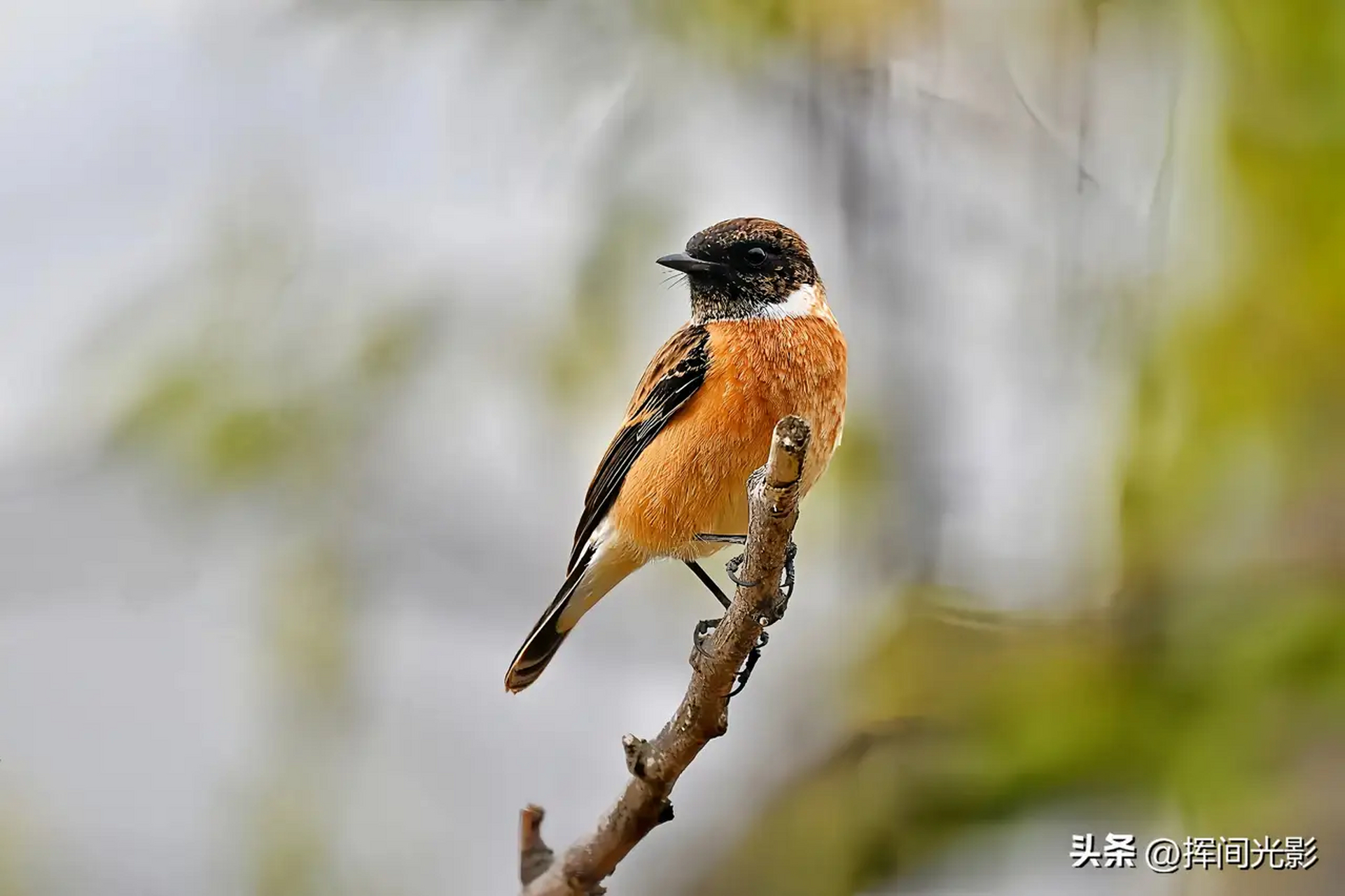 黑喉石鵖,在北方地区繁殖,于南方地区越冬