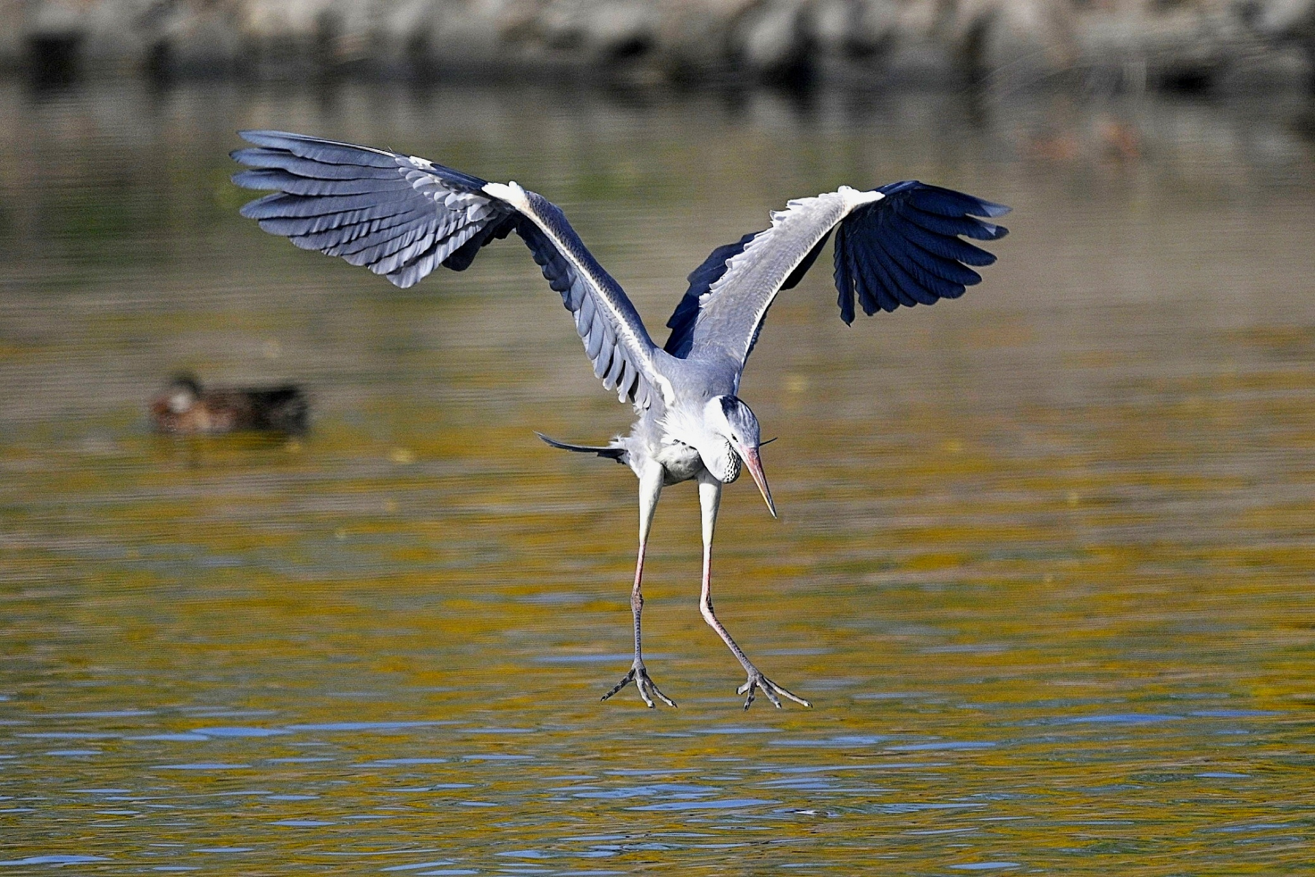 震翅欲湿侵灰羽,怅望碧波又一春