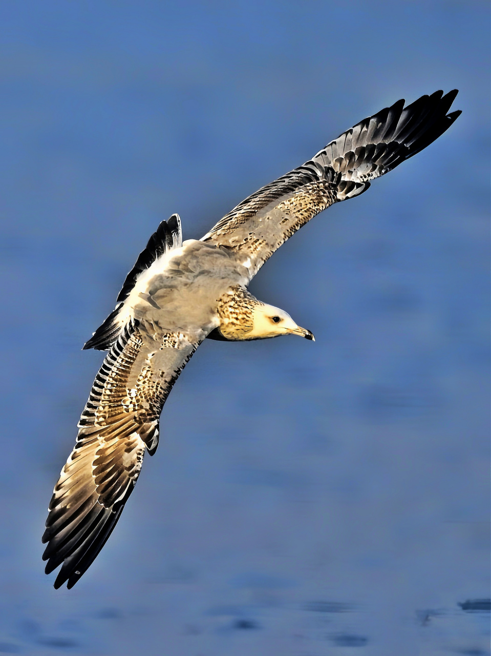 这不是鹗,也不是鹰,是体型巨大的贼鸥