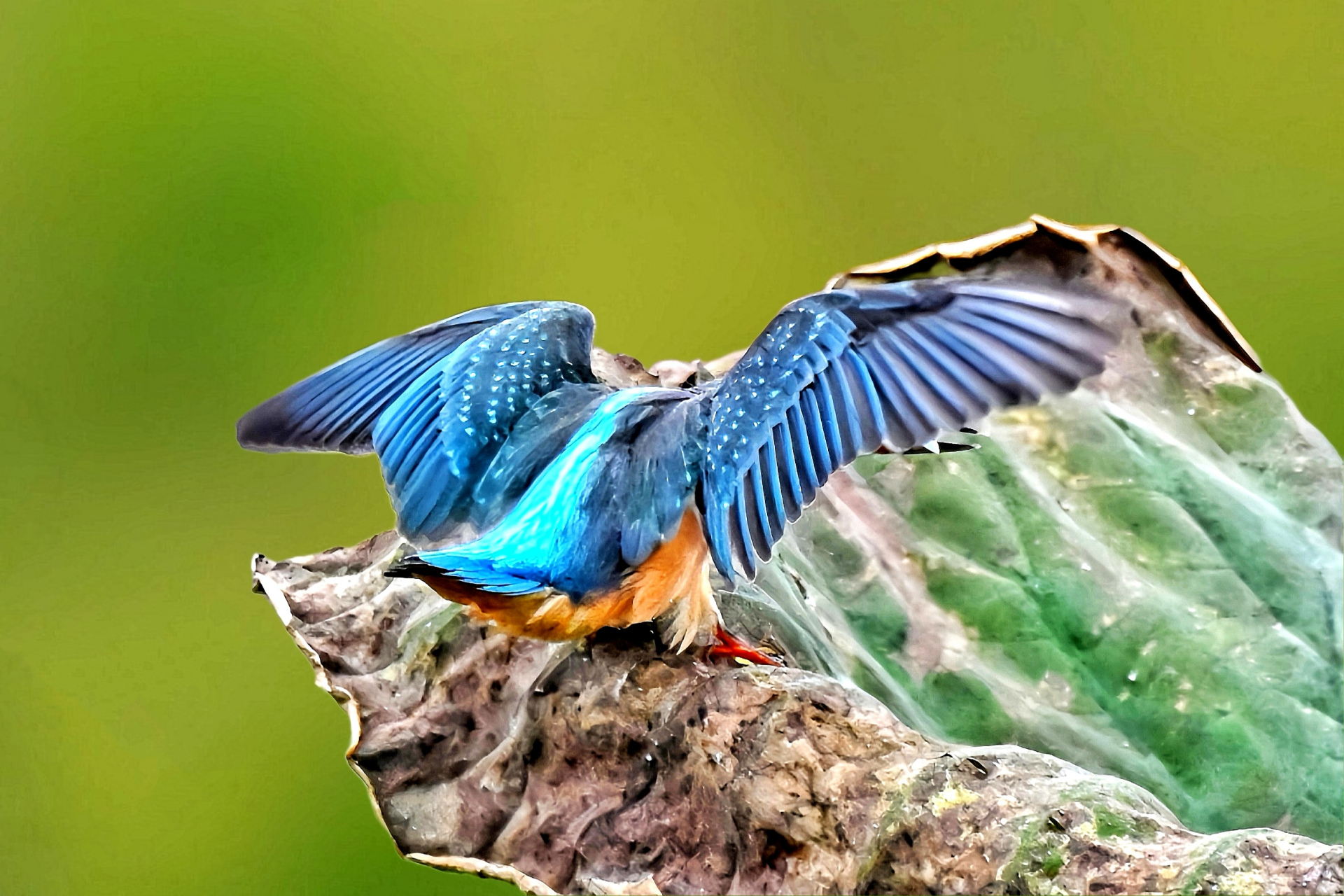 漂亮的翠鸟翅膀羽毛