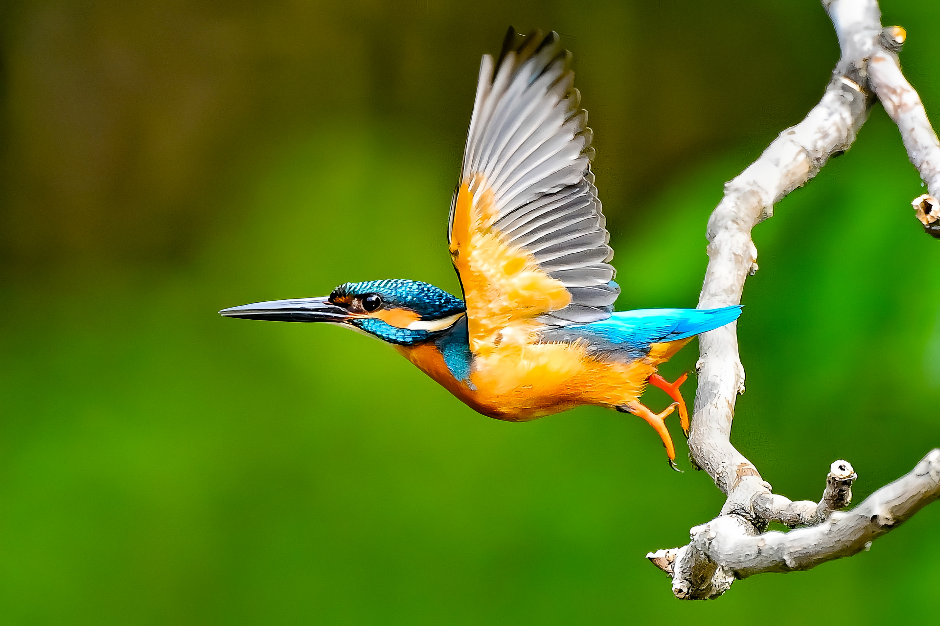 翠鸟的飞翔,是大自然中最美丽的画面之一.