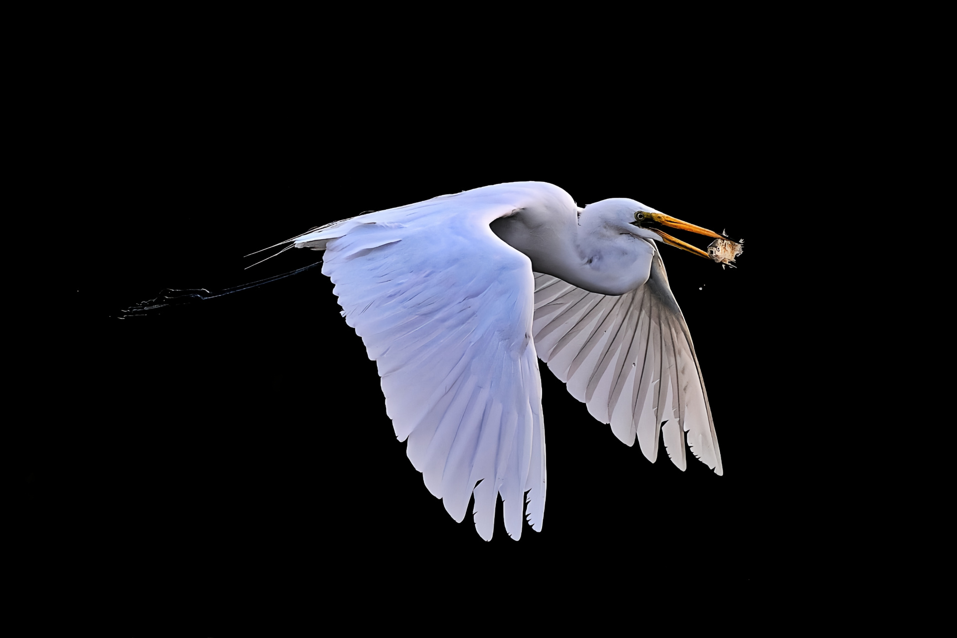 钓渚青凫没,村田白鹭翔