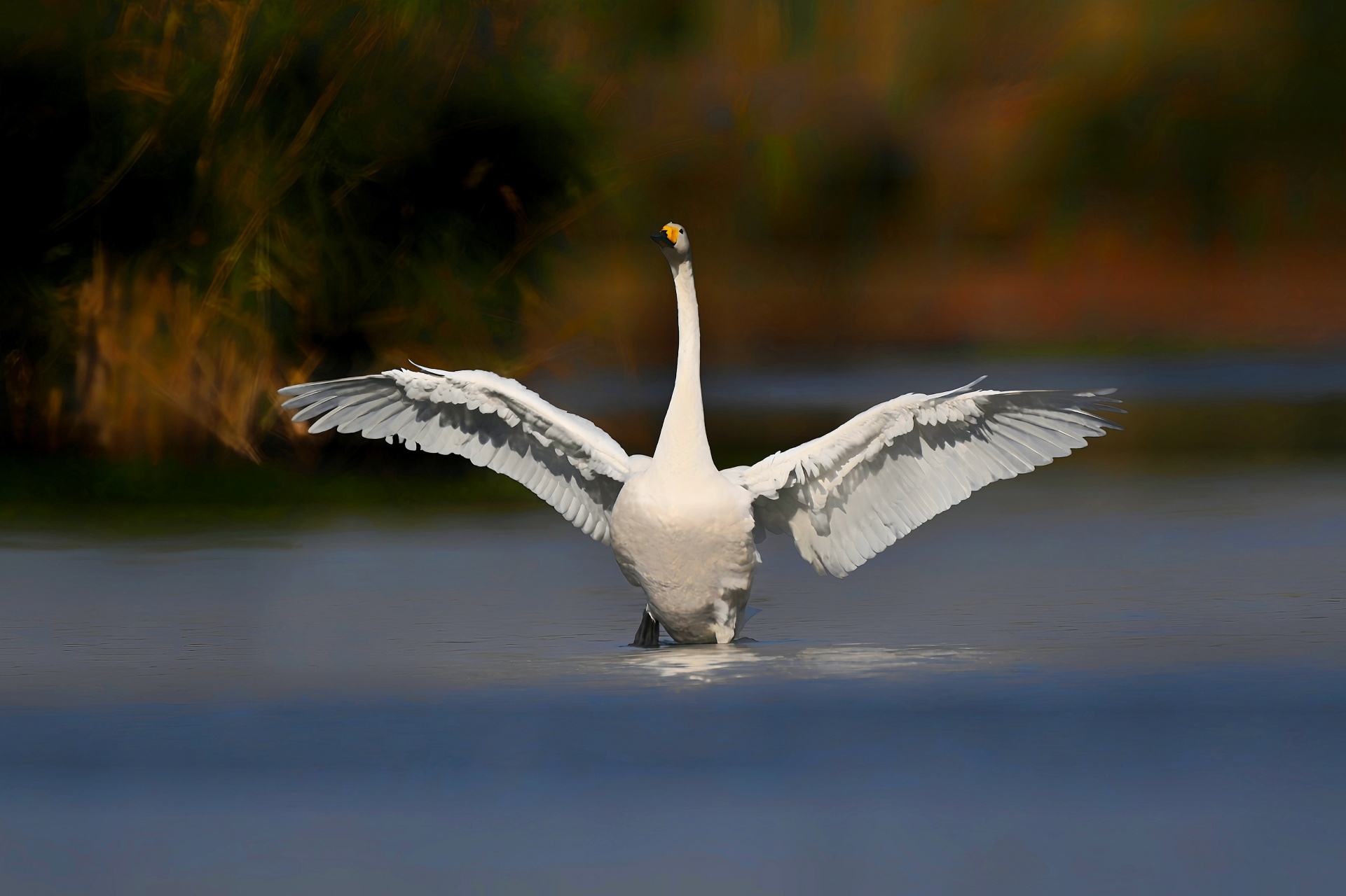 大白鹅煽动超大的翅膀,仿佛要包容整个世界
