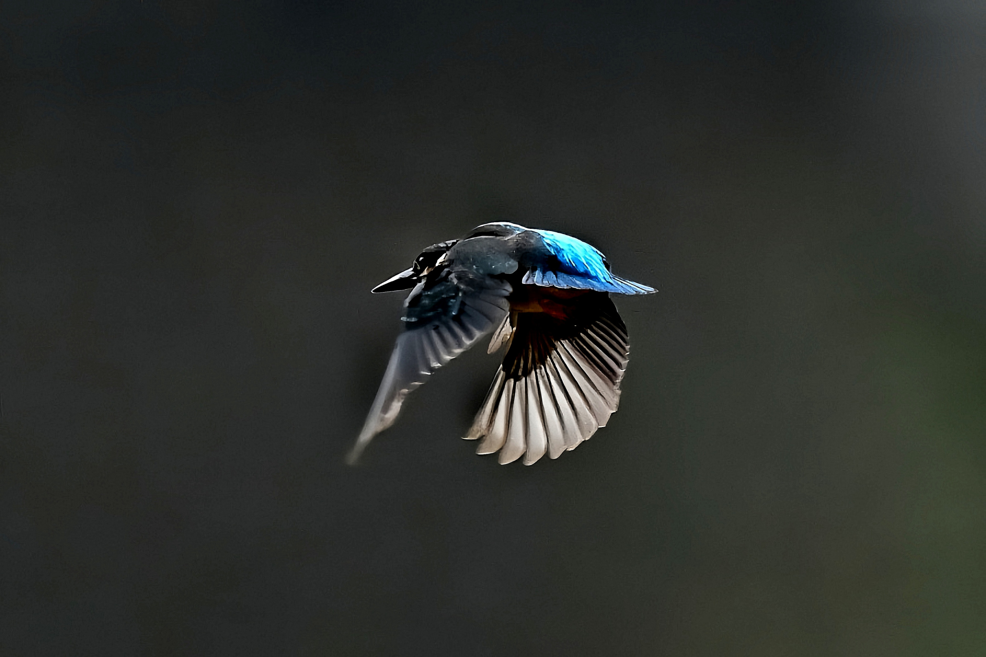 正逆光拍摄小翠