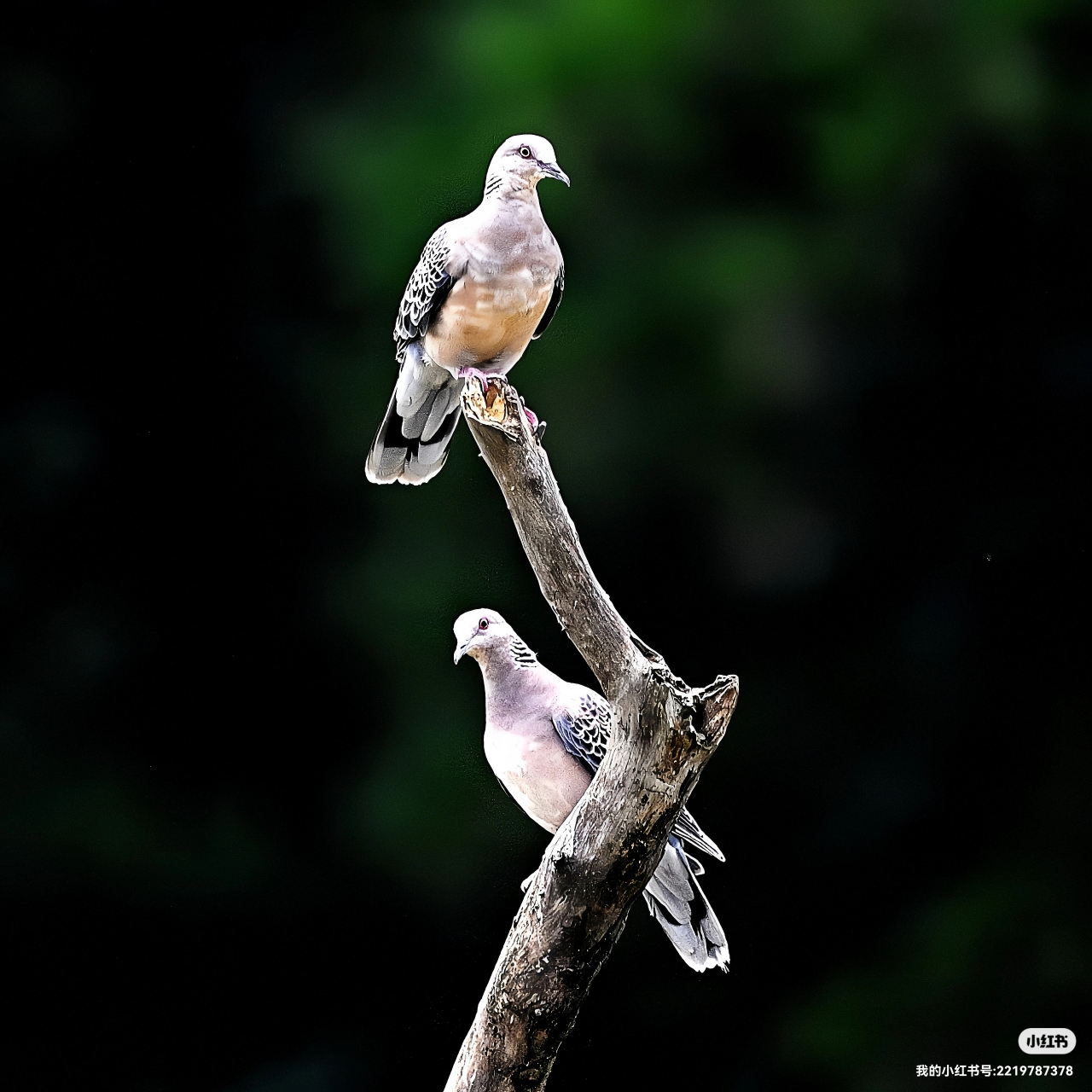 关关睢鸠,在河之洲. 窈窕淑女,君子好逑